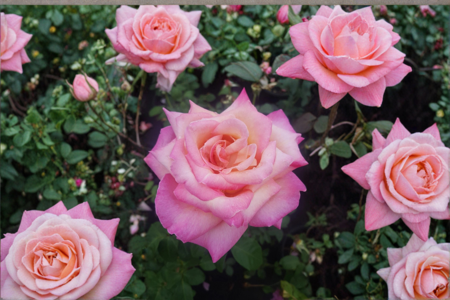Kordes Perfecta Rose Plant – 1 Gal Hybrid Tea Bush with Cream Pink Blooms, Everblooming, Full Sun, Garden Landscape