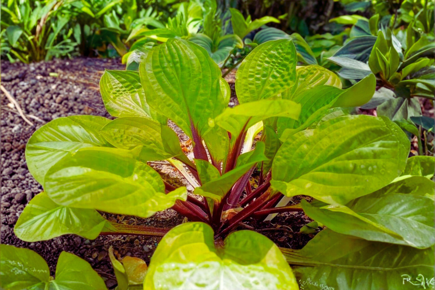 Hosta ‘Lemon Snap’ Bare Root Plant – Yellow Foliage, Shade Perennial, Herbaceous, USDA Zones 3-9