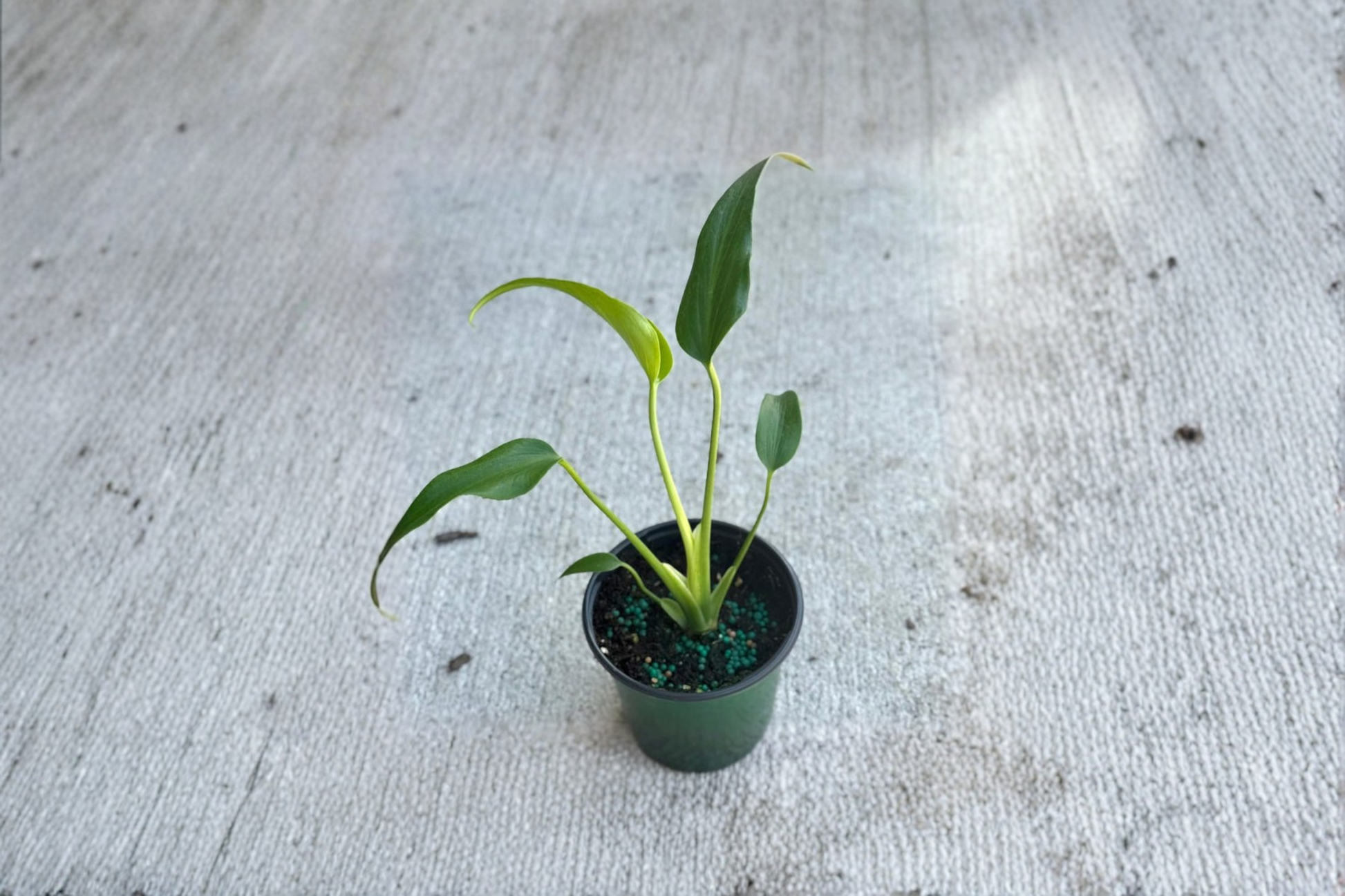 Monstera Burle Marx Flame Live Plant, Rare Tropical Indoor Houseplant, Rooted Starter, Decorative Climbing Foliage