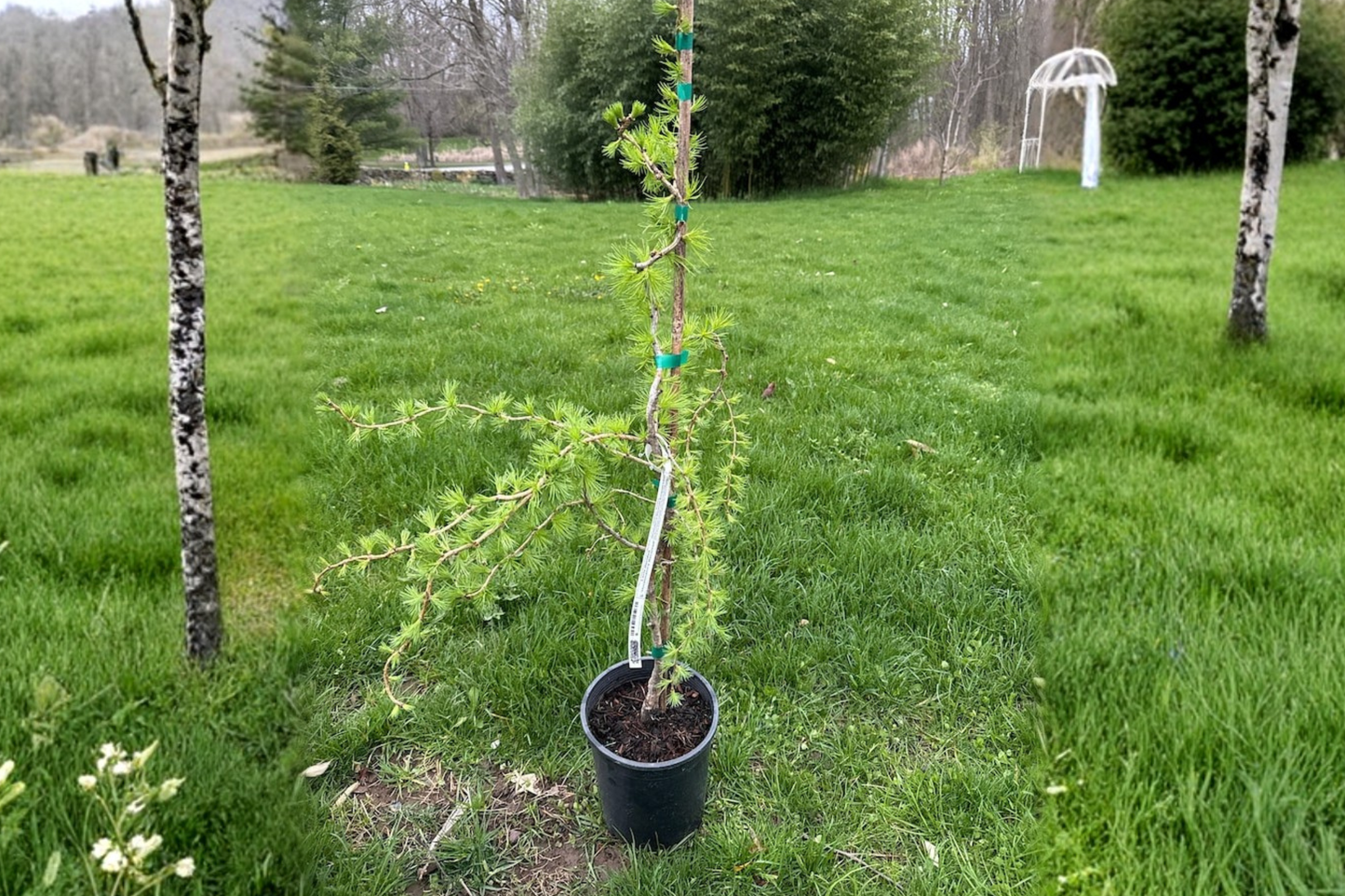 European Larch Bonsai Tree 18" Tall Larix decidua ‘Horstmann’s Recurved’ Dwarf Conifer in 1 Gallon Pot