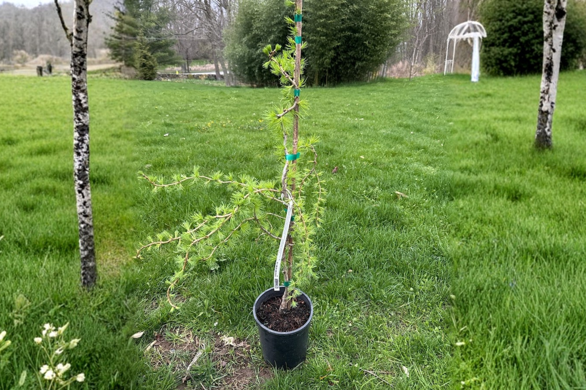European Larch Bonsai Tree 18" Tall Larix decidua ‘Horstmann’s Recurved’ Dwarf Conifer in 1 Gallon Pot