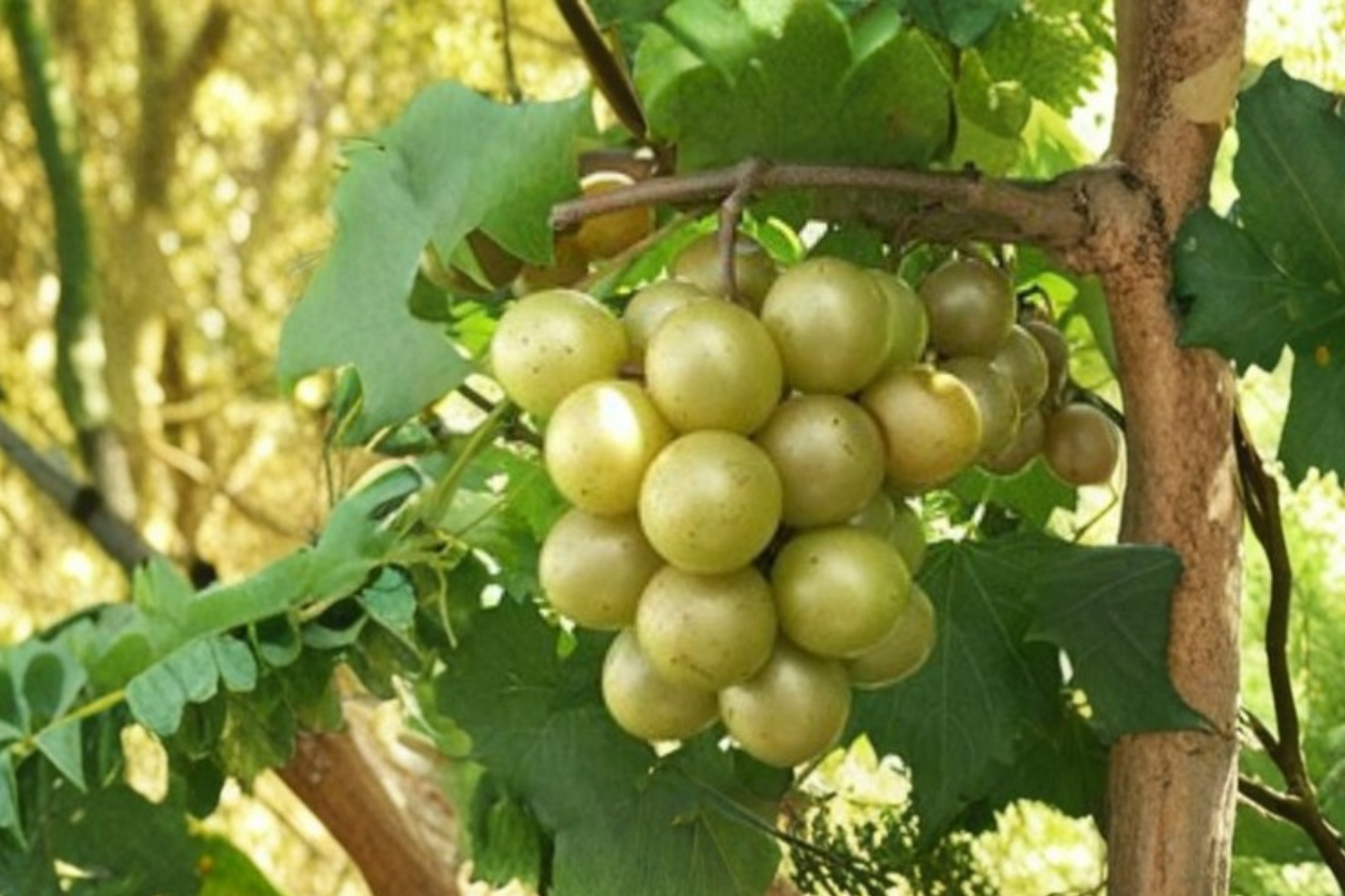 Bronze Early Fry Muscadine Grape Vine Live Plant, 2 Gallon, Sweet Bronze Fruit, Vitis rotundifolia, Climbing Vine for Garden Trellis