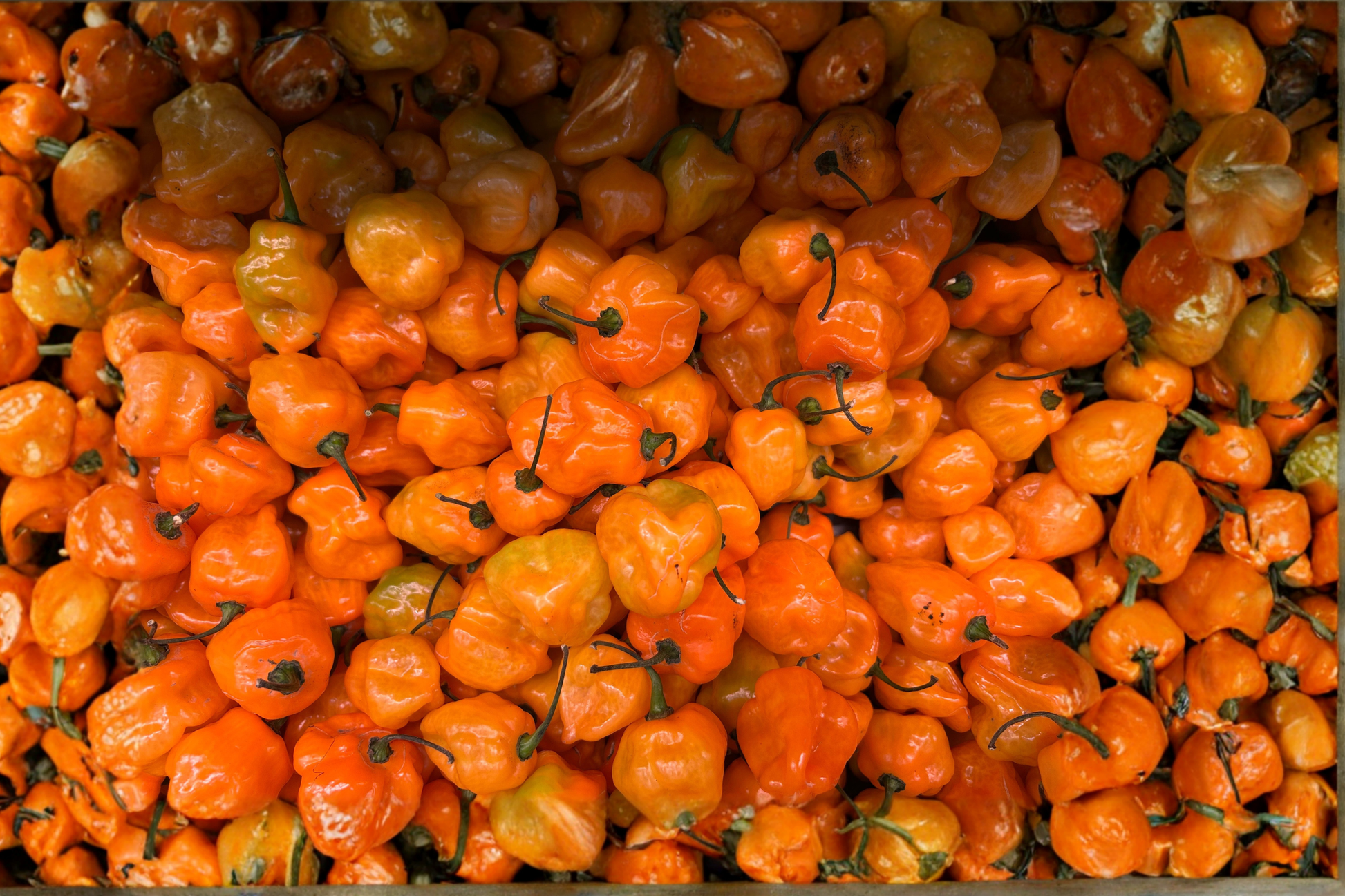3 Jay's Peach Ghost Scorpion Live Pepper Plants - 75+ Days Old Capsicum chinense