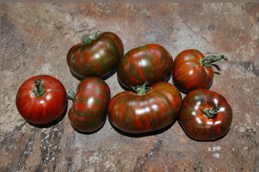 Chocolate Stripe Heirloom Tomato Seeds – Mahogany Red Slicing Tomato, Solanum lycopersicum, USA Grown, 10 Seeds
