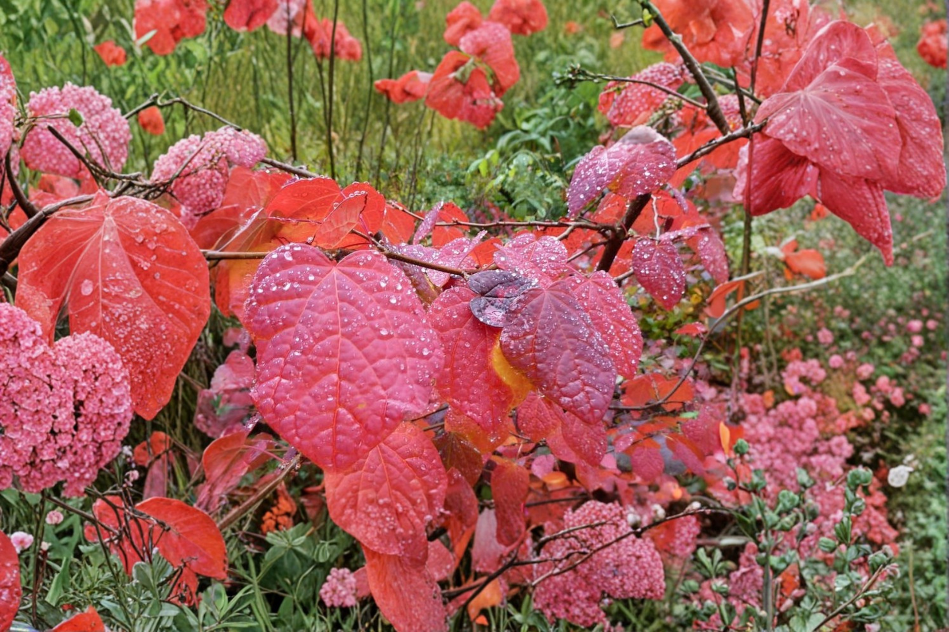 Redbud Hazel Live Plant 2 Gallon Pot - Disanthus cercidifolius Ornamental Shrub for Fall Color & Landscape