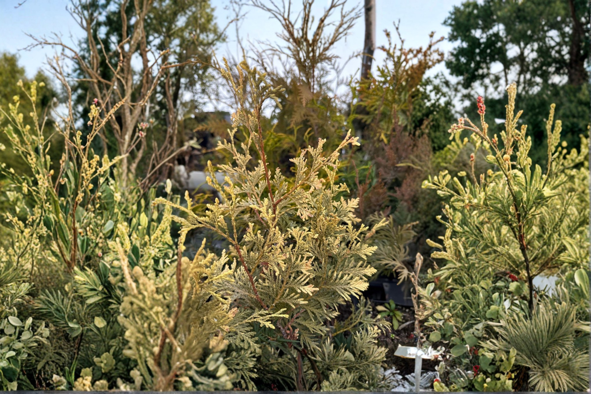 Arborvitae Live Plant Quart Pot – Thuja occidentalis ‘Columbia’ Evergreen Shrub for Hedges & Privacy Screening