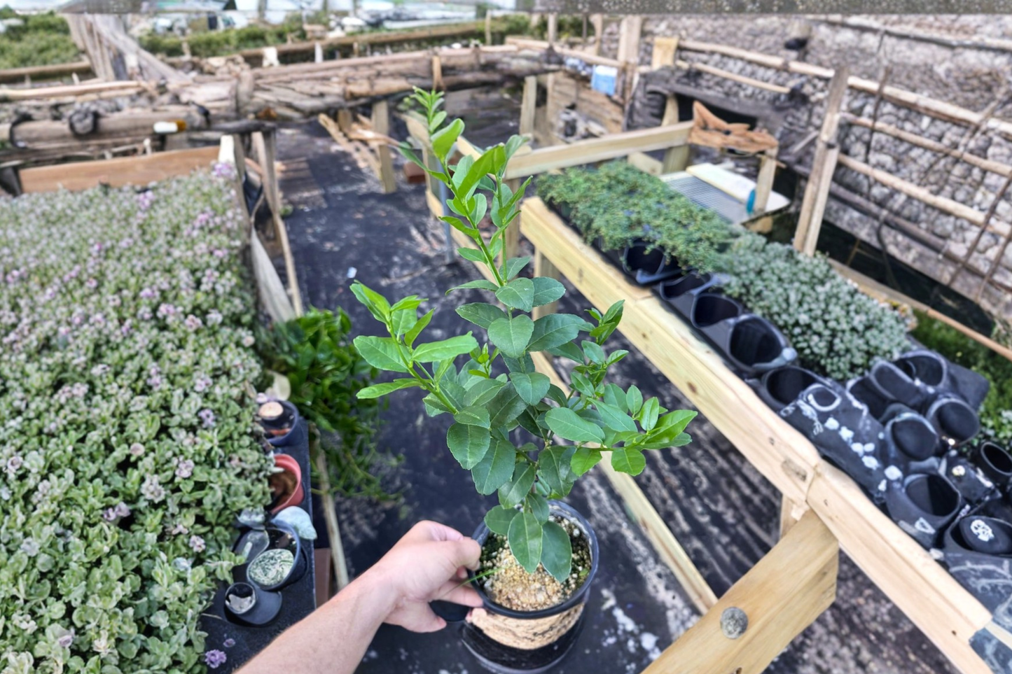 Grafted Key Lime Citrus Plant | Indoor Outdoor Edible Fruit Tree | Citruss aurantiifolia