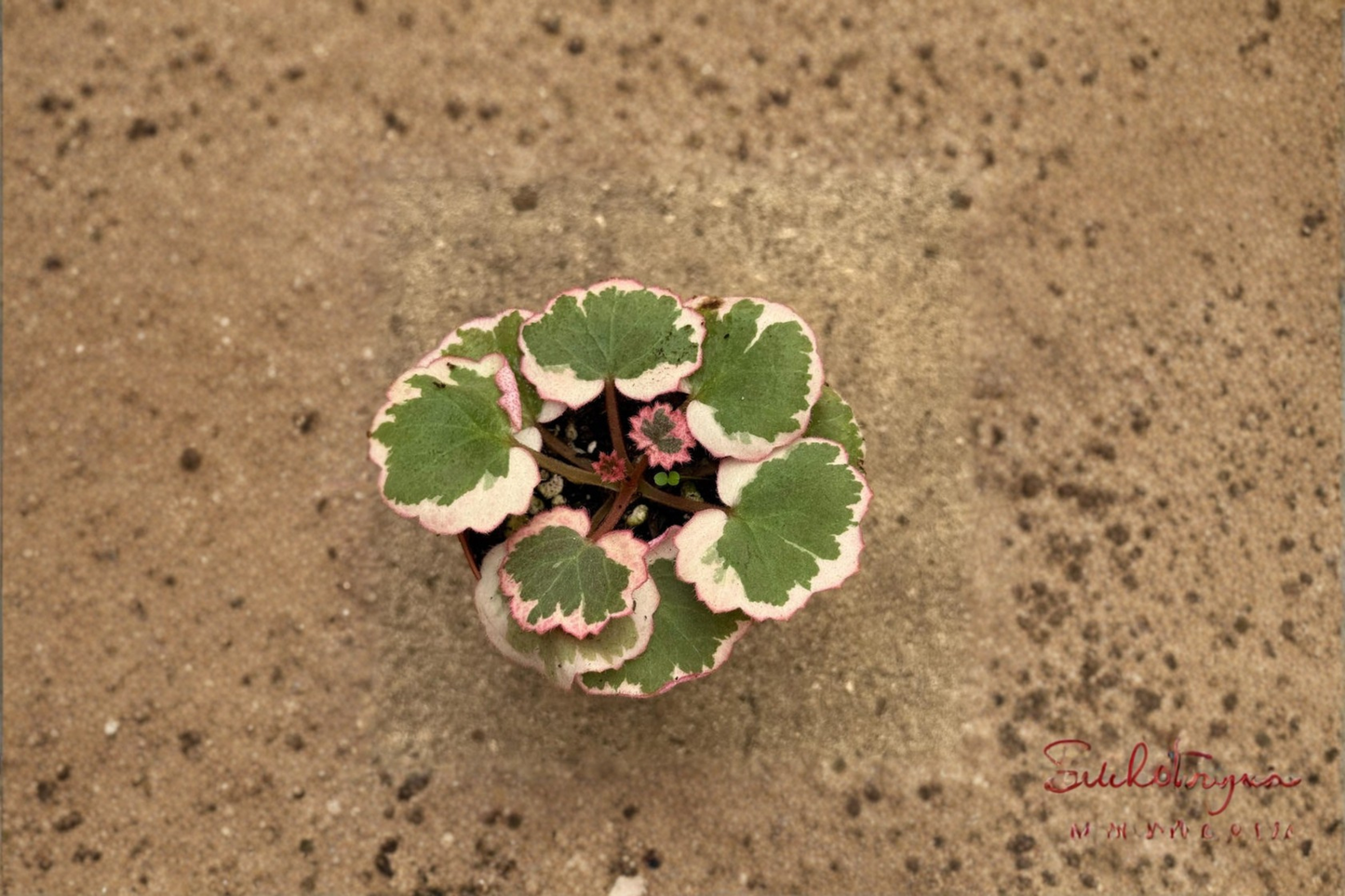 Strawberry Begonia Live Plant – Trailing Indoor Houseplant with Red Pink Foliage – Saxifraga stolonifera in 2 Inch Pot
