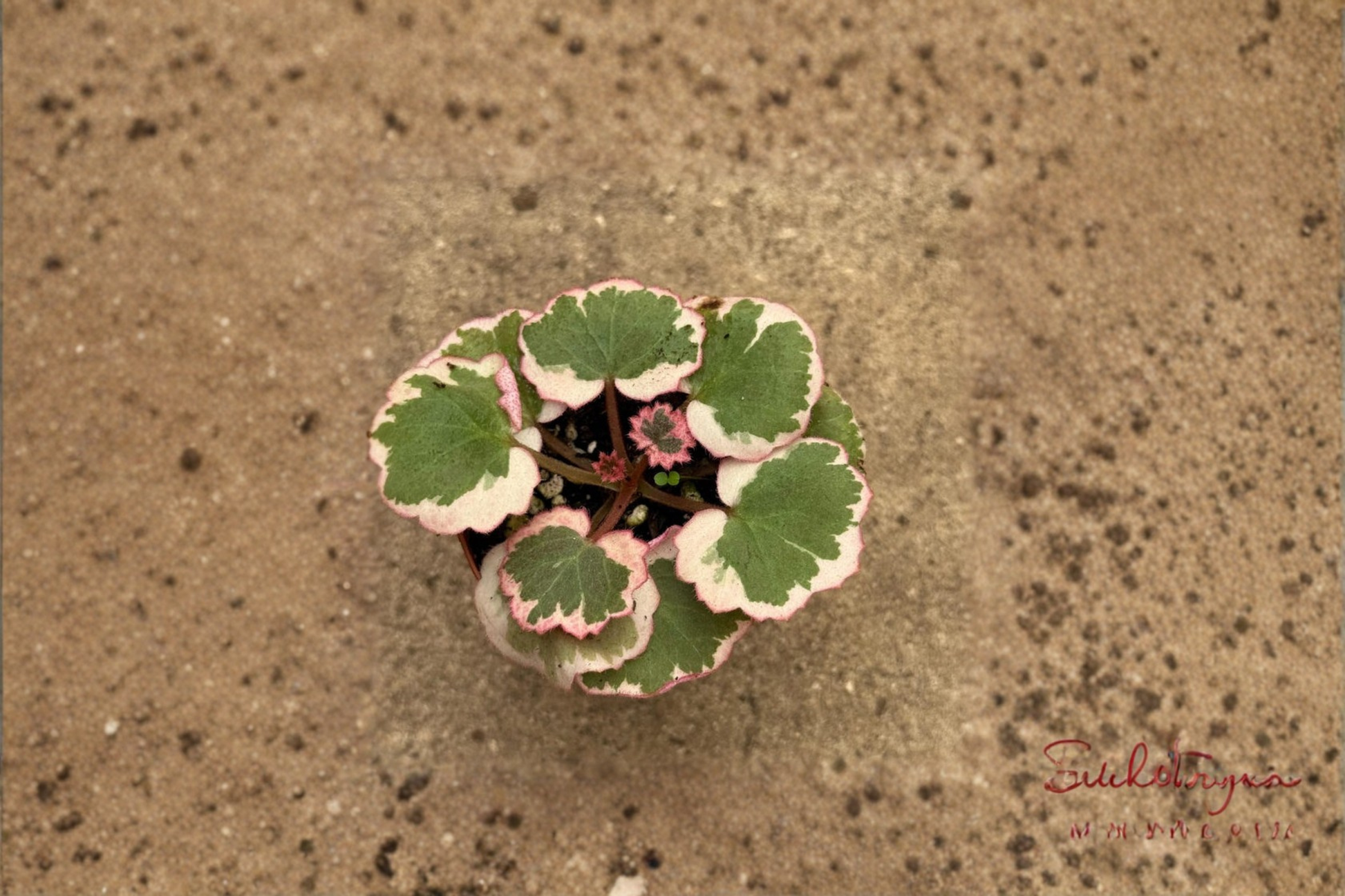 Strawberry Begonia Live Plant – Trailing Indoor Houseplant with Red Pink Foliage – Saxifraga stolonifera in 2 Inch Pot