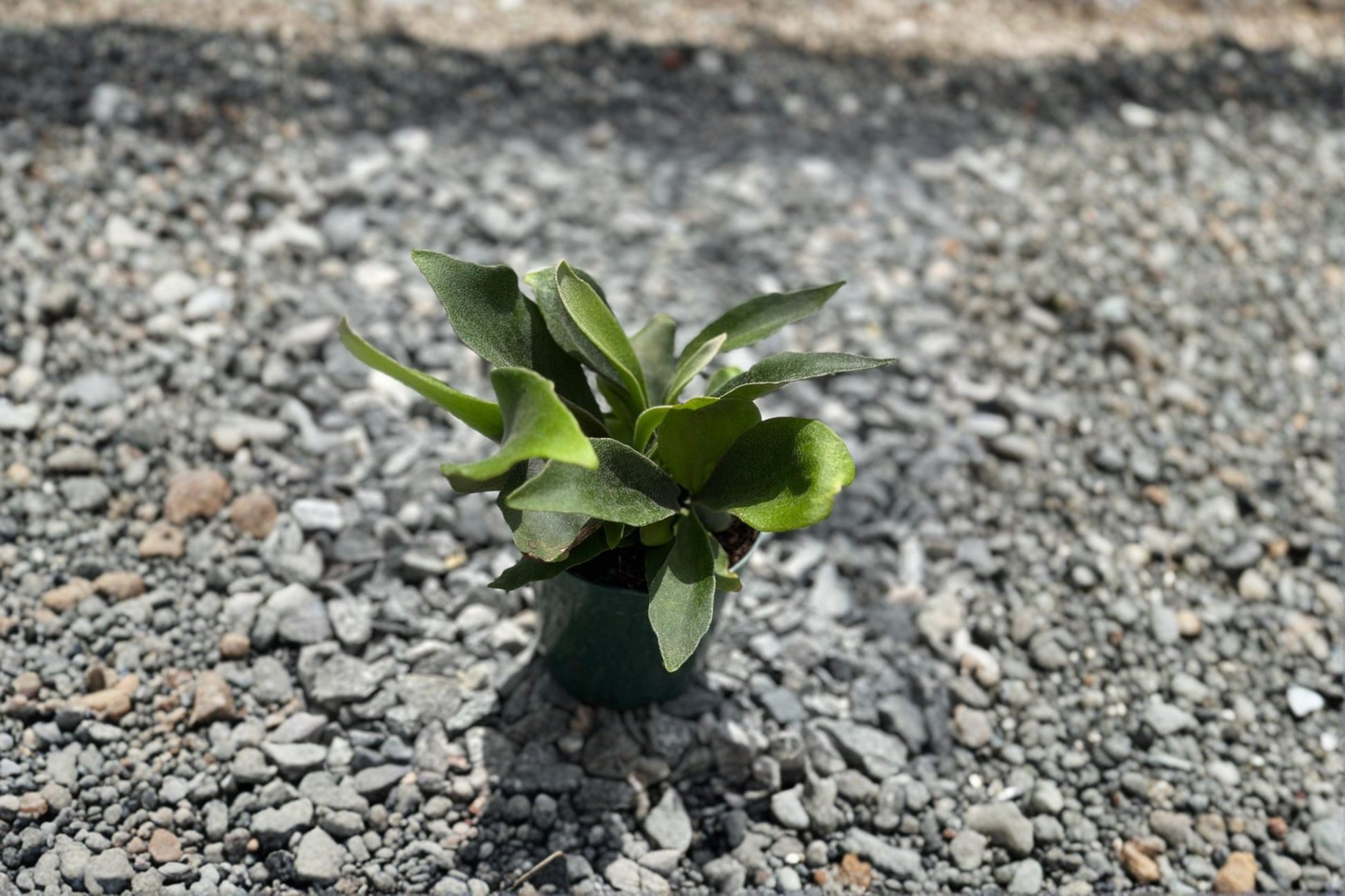 Staghorn Fern Live Plant in 4-Inch Pot, Fully Rooted Platycerium Fern, Indoor Houseplant, Unique Antler-Shaped Foliage, Tropical Fern Gift