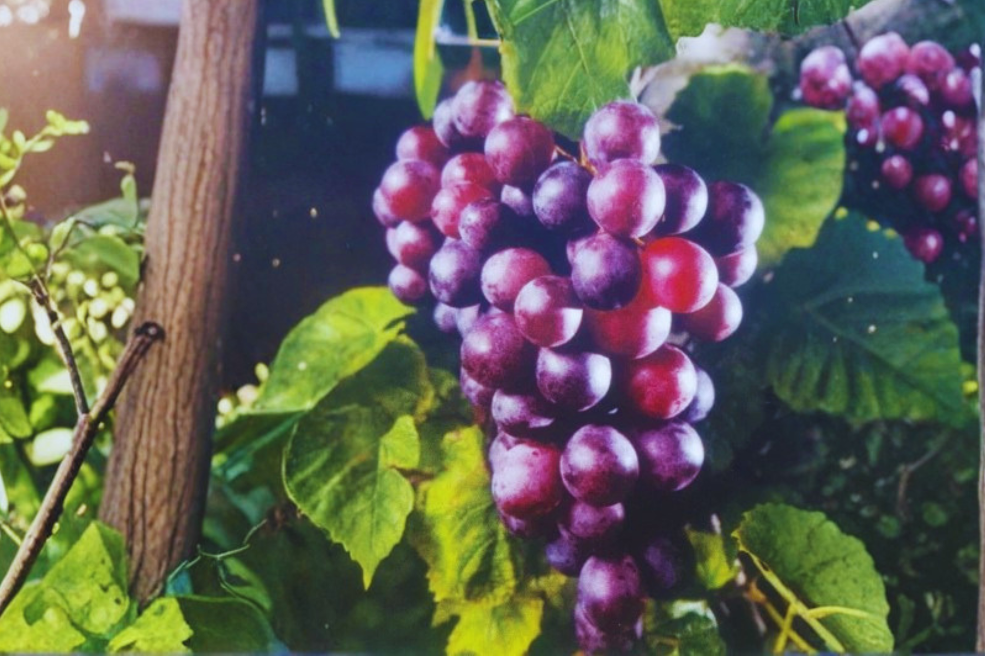 Black Hunt Muscadine Grape Vine 3 Gal Live Plant, Climbing Fruit Vine, Dark Purple Grapes, Vitis rotundifolia, Full Sun Outdoor Garden