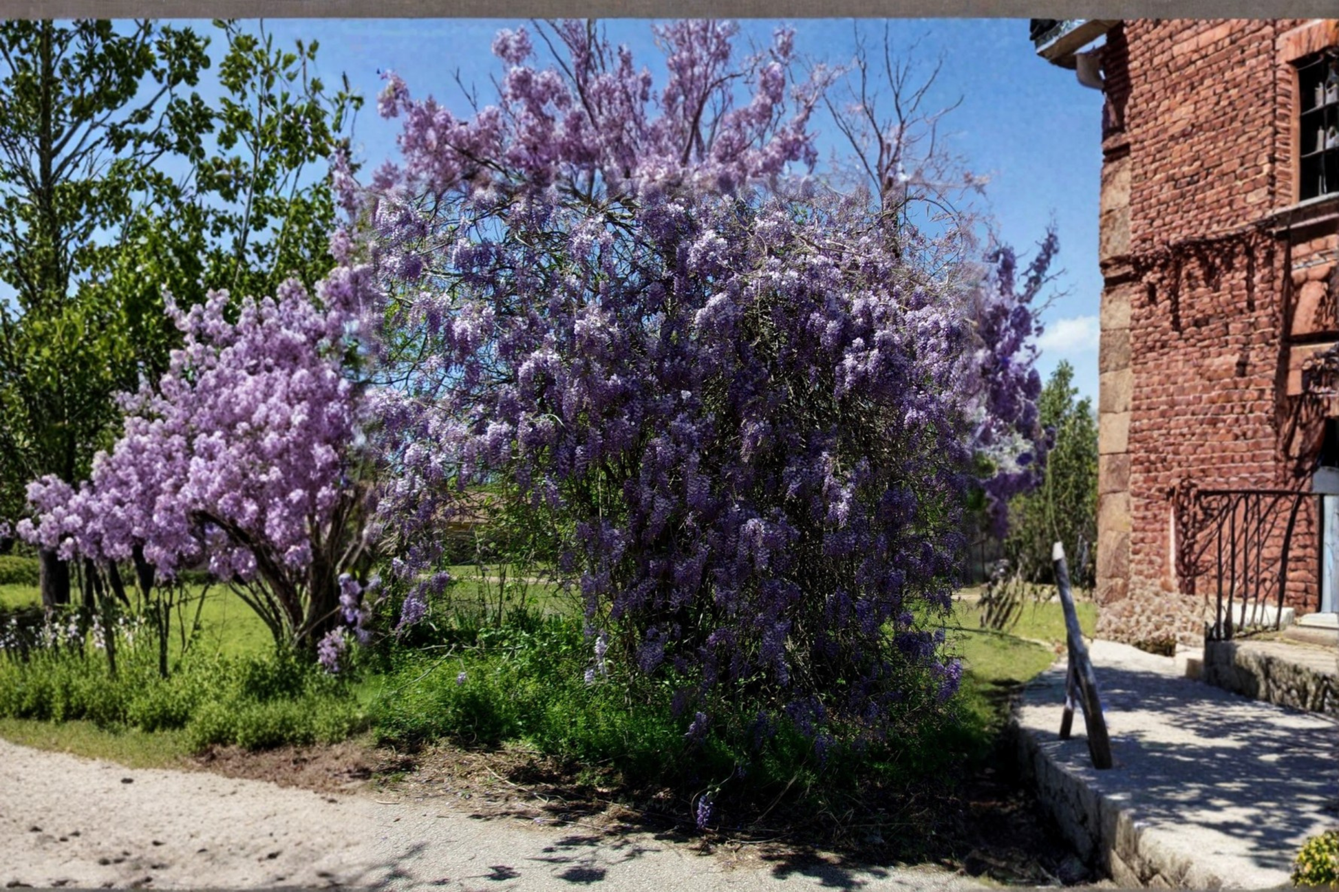 Purple Wisteria Plant 2 Gallon Live Vine, Flowering Climbing or Tree Form, Wisteria spp. for Garden Trellis Landscape Outdoor