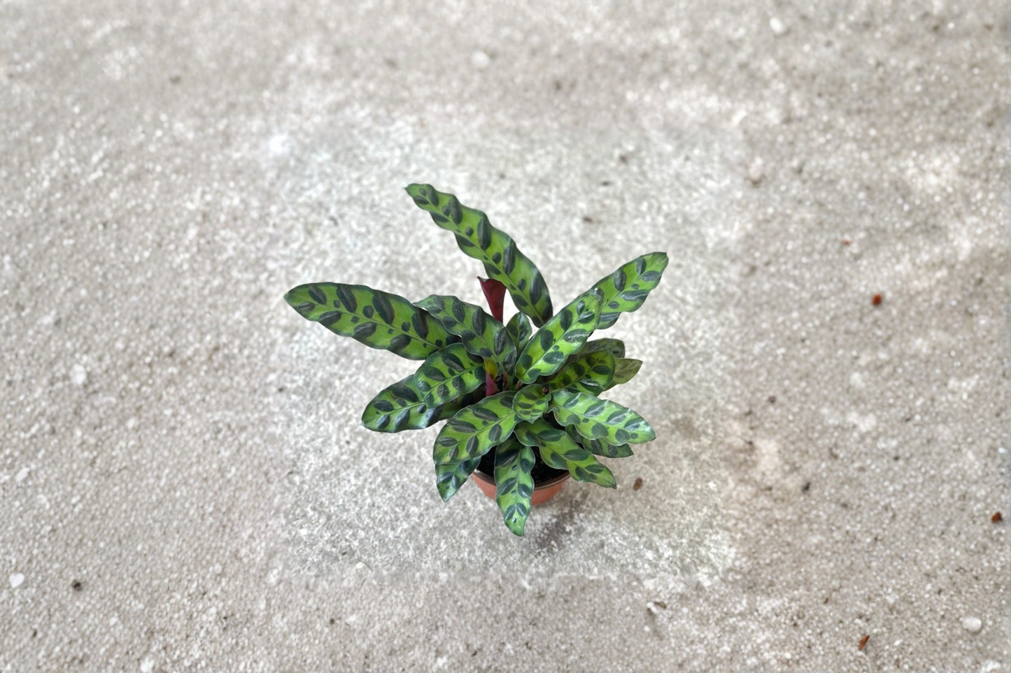 Rattlesnake Calathea Live Plant | 3 Inch Pot | Goeppertia insignis | Pet Friendly Indoor Houseplant