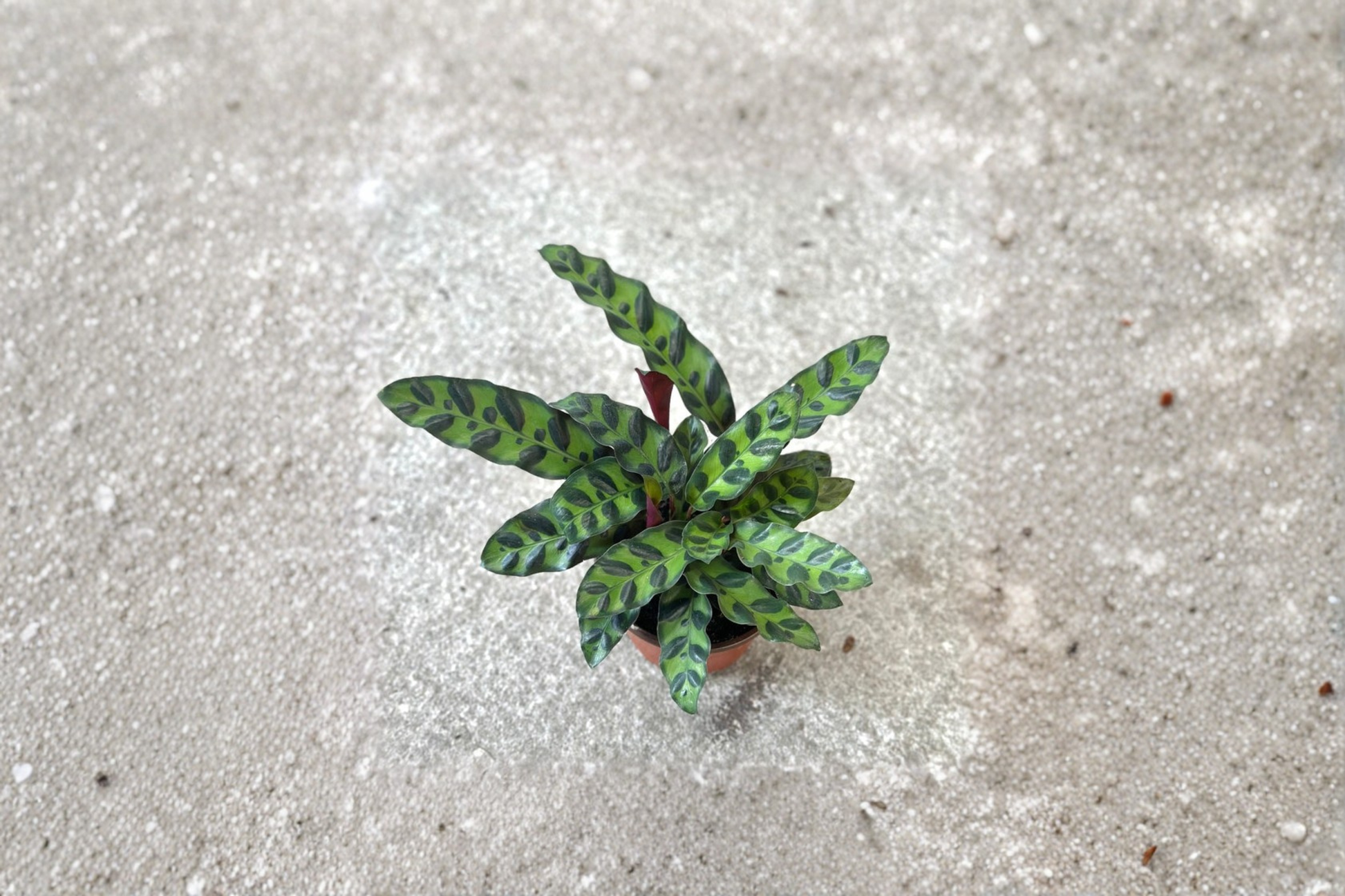 Rattlesnake Calathea Live Plant | 3 Inch Pot | Goeppertia insignis | Pet Friendly Indoor Houseplant