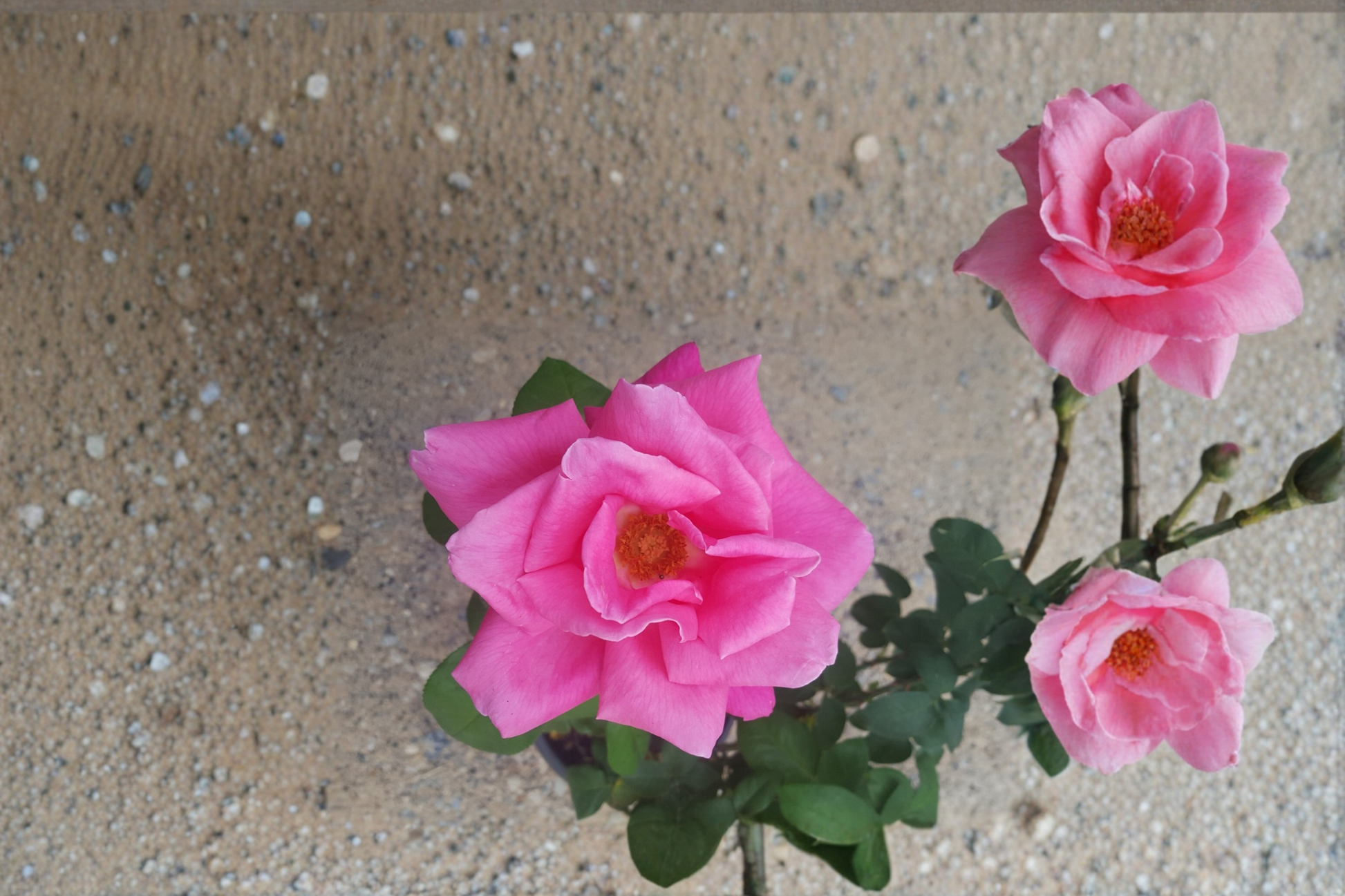 Perfume Delight Hybrid Tea Rose Pink 5 Gal Live Bush – Fragrant Garden Rose Plant for Landscape, Flowering Shrub, Rosa spp.