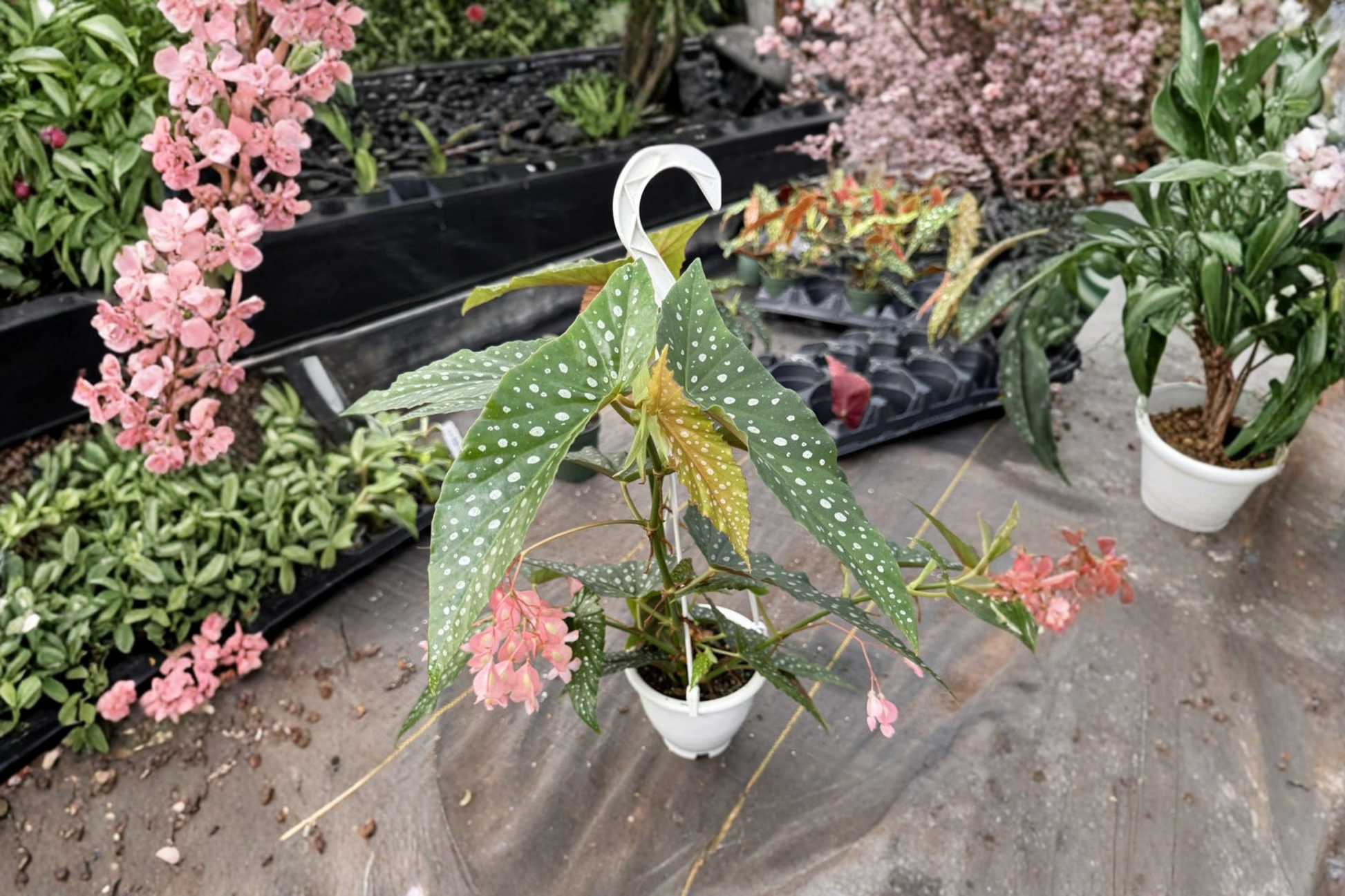 Polka Dot Begonia Hanging Plant 4.5-Inch Pot Angel Wing Begonia Begonia maculata Indoor Houseplant White Ice