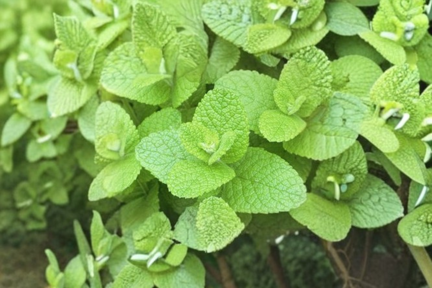 Apple Mint Live Plant 4-Inch Pot Mentha Suaveolens GMO Free Perennial Herb
