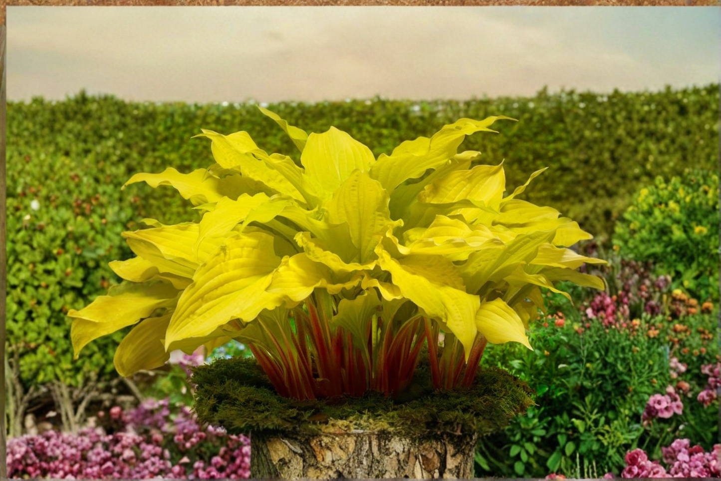 Hosta ‘Lipstick Blonde’ Bare Root Plant – Yellow Foliage, Red Stems, Shade Perennial, Herbaceous, USDA Zones 3-9