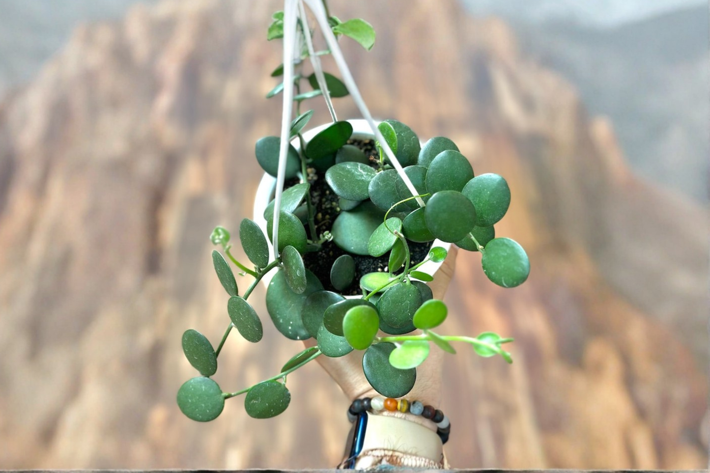 Silver Dollar Vine Live Plant, String of Nickels, Trailing Succulent, Xerosicyos danguyi Indoor Plant