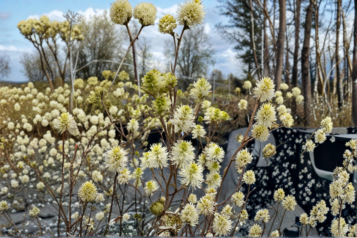 Dwarf Fothergilla Mount Airy Live Plant – 1 Gallon Pot, White Spring Flowers, Fall Color, Native Shrub, Fothergilla gardenii
