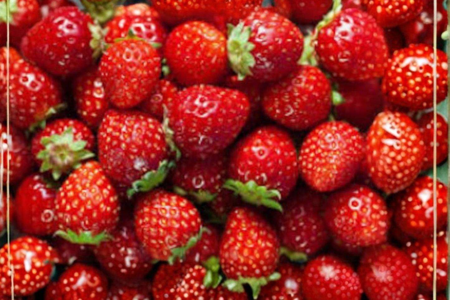 Delizz Strawberry Seeds, Compact Berry Plant, Sweet Juicy Fruit, Fragaria sp., 200 Seeds for Indoor & Outdoor Gardening