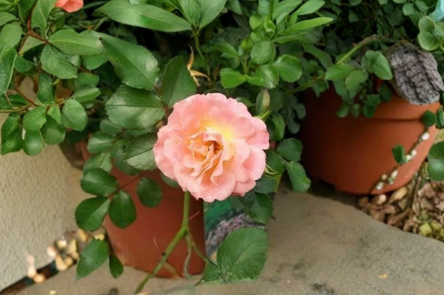Peach Drift Groundcover Rose Plant 3 Gal – Peach Flowers, Low-Growing Rose Shrub for Garden Borders & Landscaping