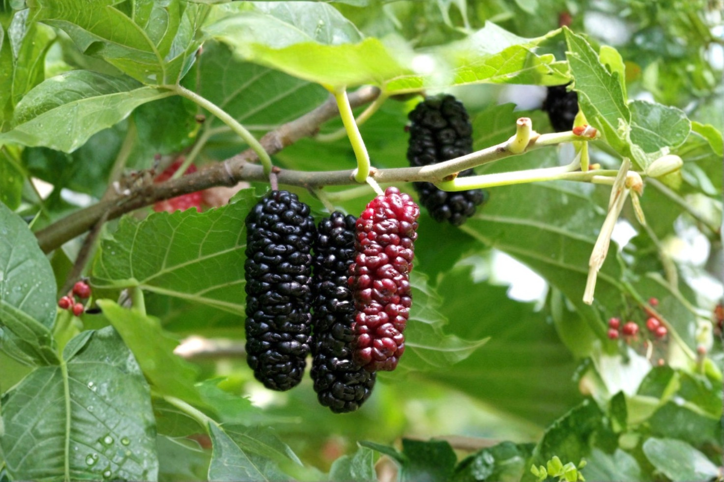 Contorted Mulberry Tree Live Plant in 1 Gallon Pot, Twisted Branch Ornamental Fruit Tree for Garden & Landscape