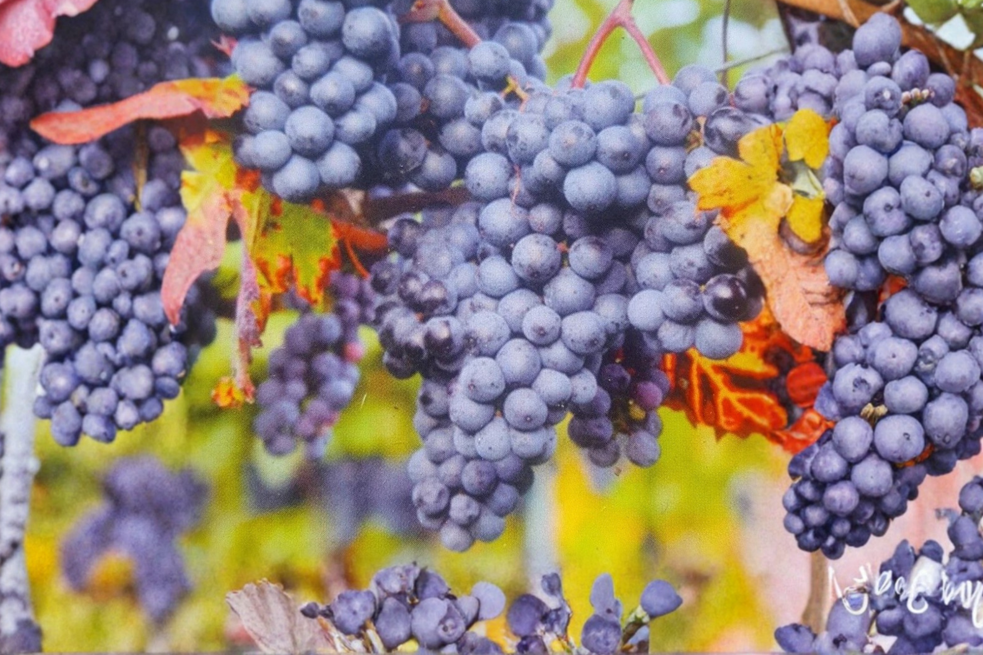 Saturn Blue Seedless Grape Vine Live Plant 1 Gal, Climbing Deciduous Fruit Vine, Blue Grapes, Vitis spp.
