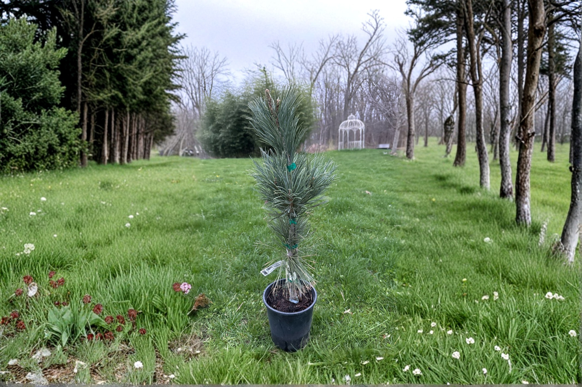 Glauca Reflexa Limber Pine Live Plant 12 Inches Blue-Green Needles Evergreen Conifer Ornamental Tree