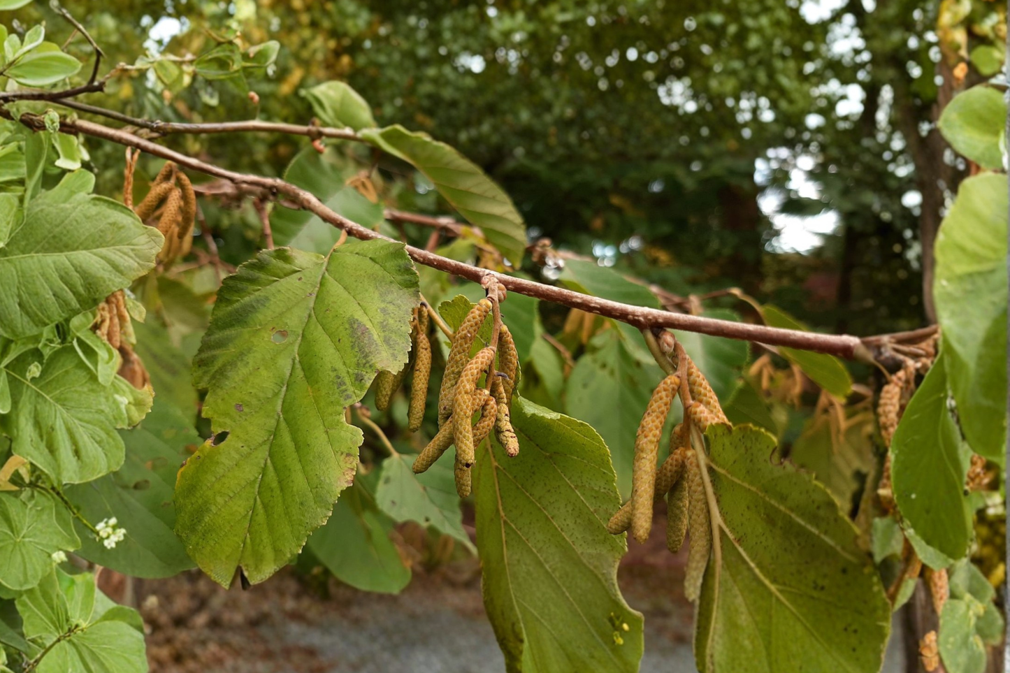 Farges Hazelnut Live Plant – 2-Gallon Corylus fargesii Ornamental Tree with Peeling Bark for Landscape and Garden
