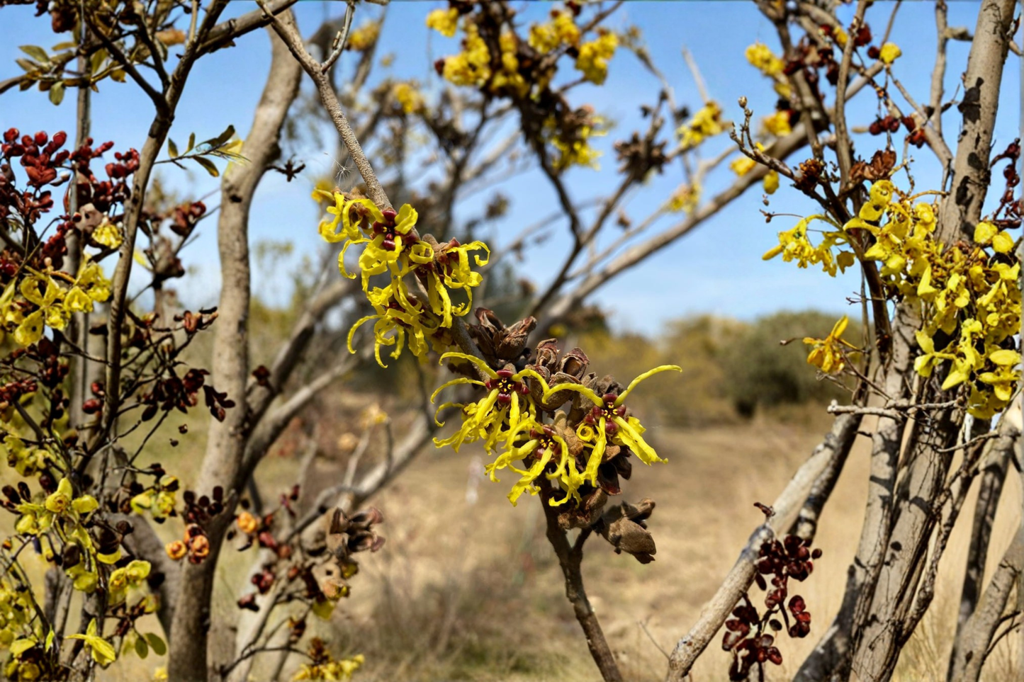 Witch Hazel ‘Zitronenjette’ Live Plant – Bare Root Deciduous Shrub with Bright Yellow Flowers, Hamamelis × intermedia