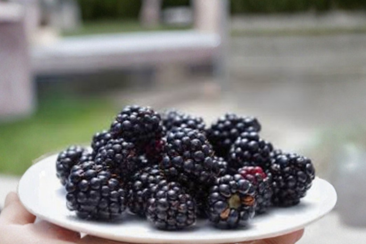 Baby Cakes Blackberry Seeds – Dwarf Berry Plant for Indoor & Outdoor Container Gardening, Rubus sp., 30 Seeds
