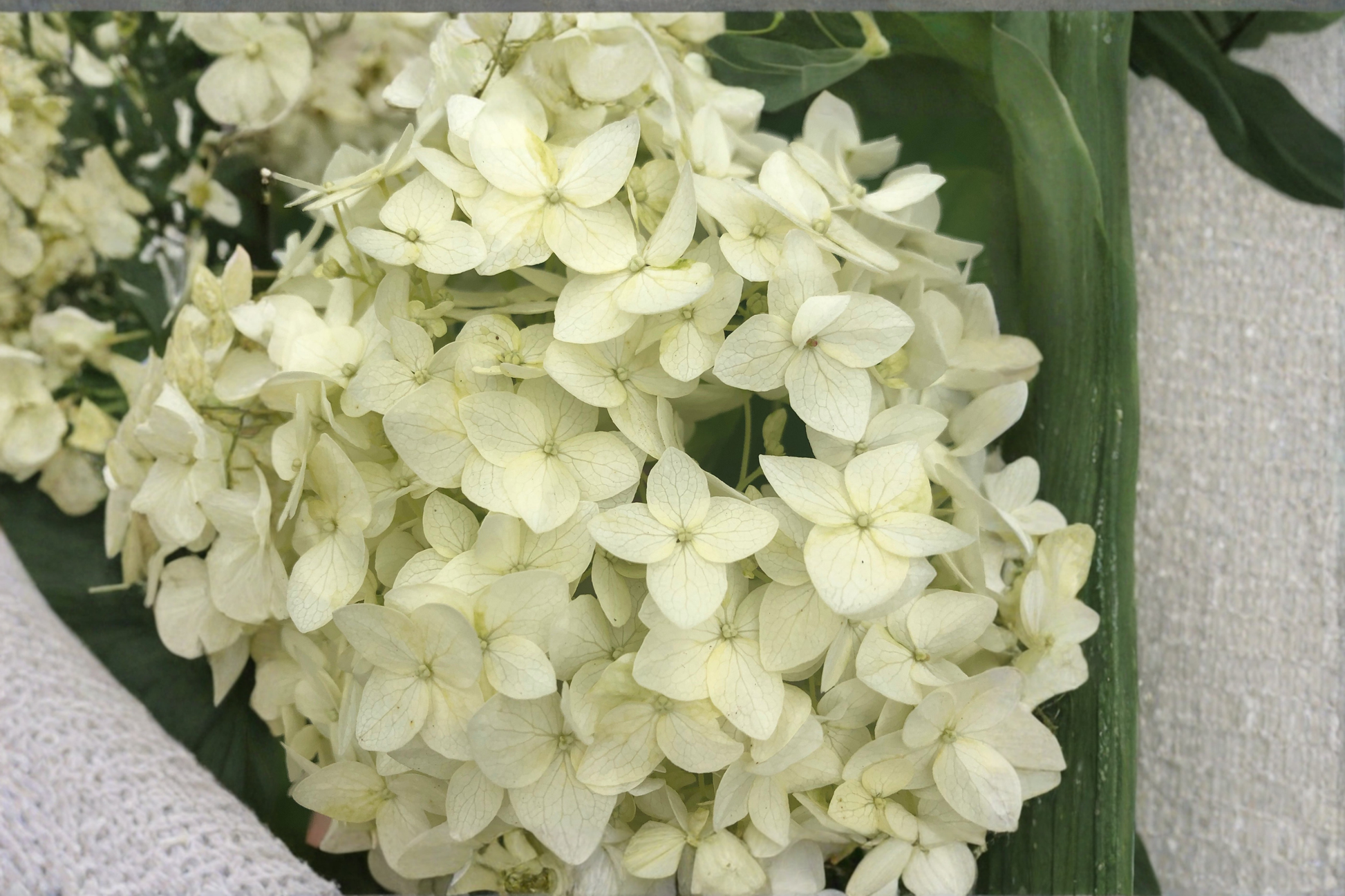 Hydrangea Paniculata Chantilly Lace Live Plants, 2 Rooted Starters in 1 Qt Pots, White Flower Shrubs for Garden Borders