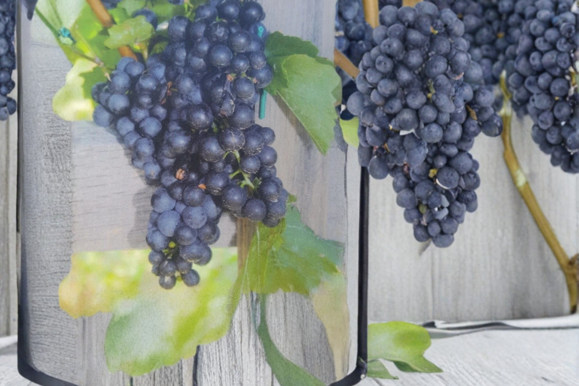 Seedless Grape Vine Live Plant 1 Gallon, Climbing Fruit Vine for Garden & Vineyard, Dark Purple Grapes, Vitis hybrid