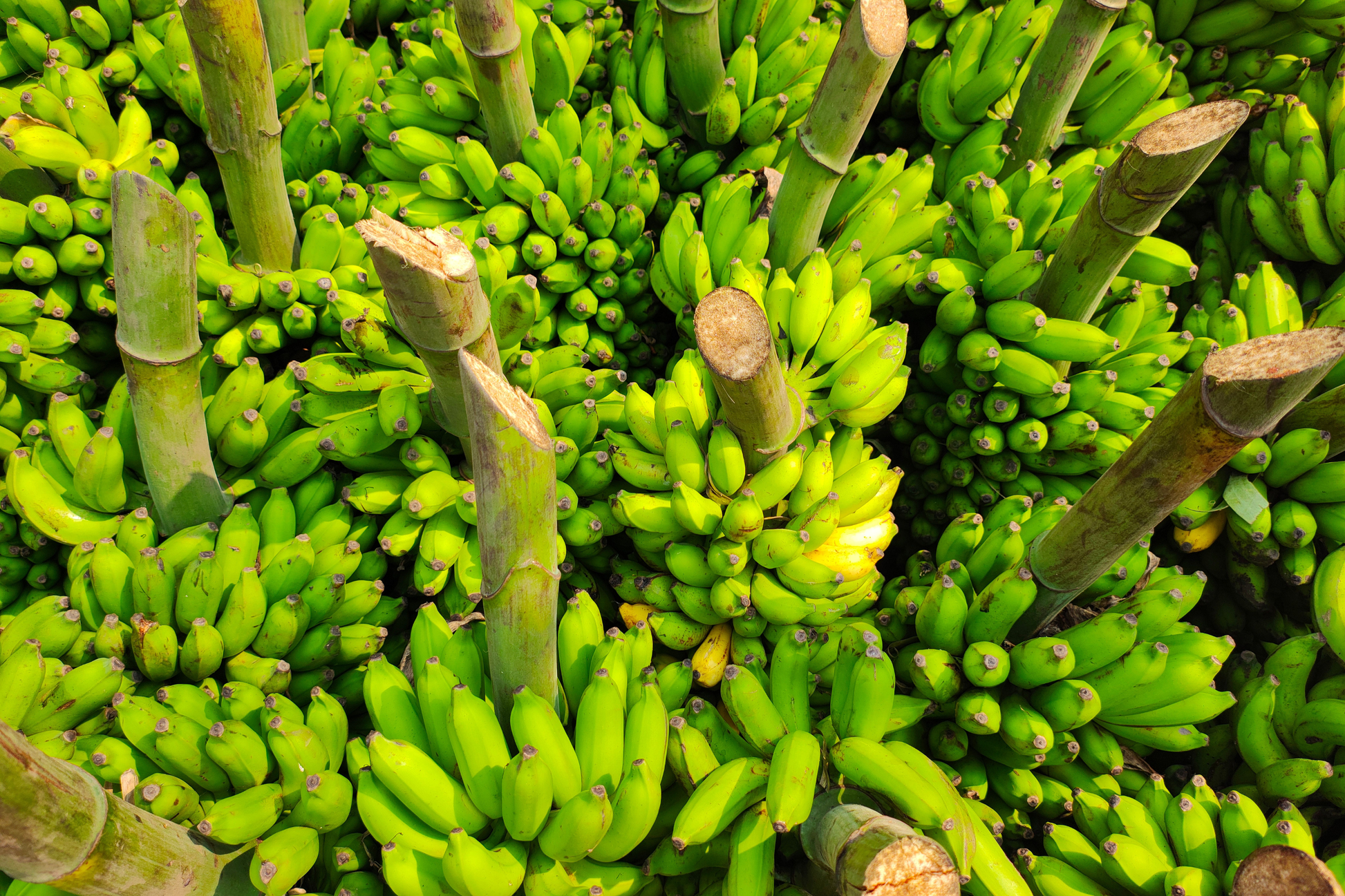 Gran Nain Banana Tree Starter Plug Live Plant – Musa Banana – Bare Root