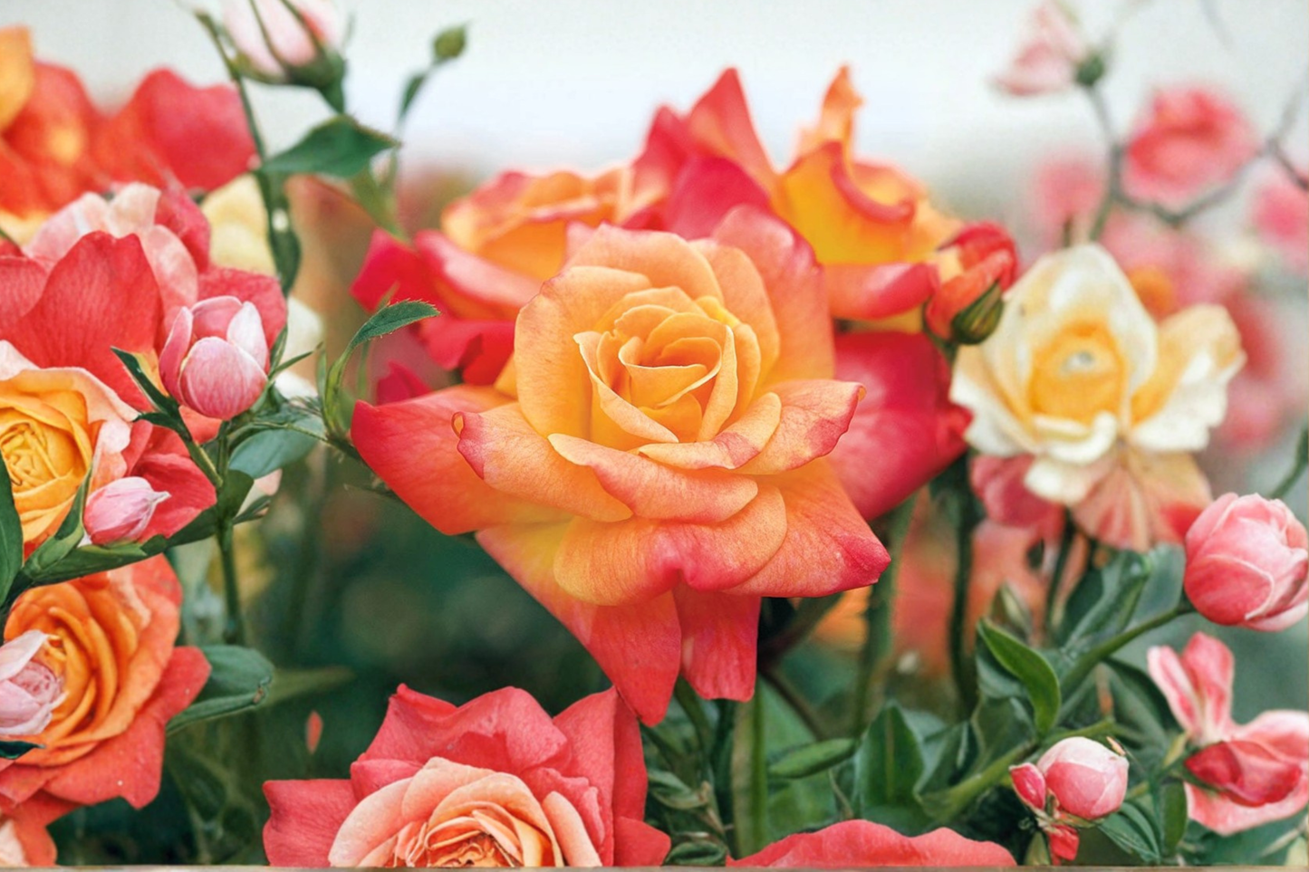 Joseph's Coat Climbing Rose Live Plant 3 Gal, Color Changing Yellow to Red Blooms, Climbing Rose Bush for Garden Trellis, Rosa hybrid