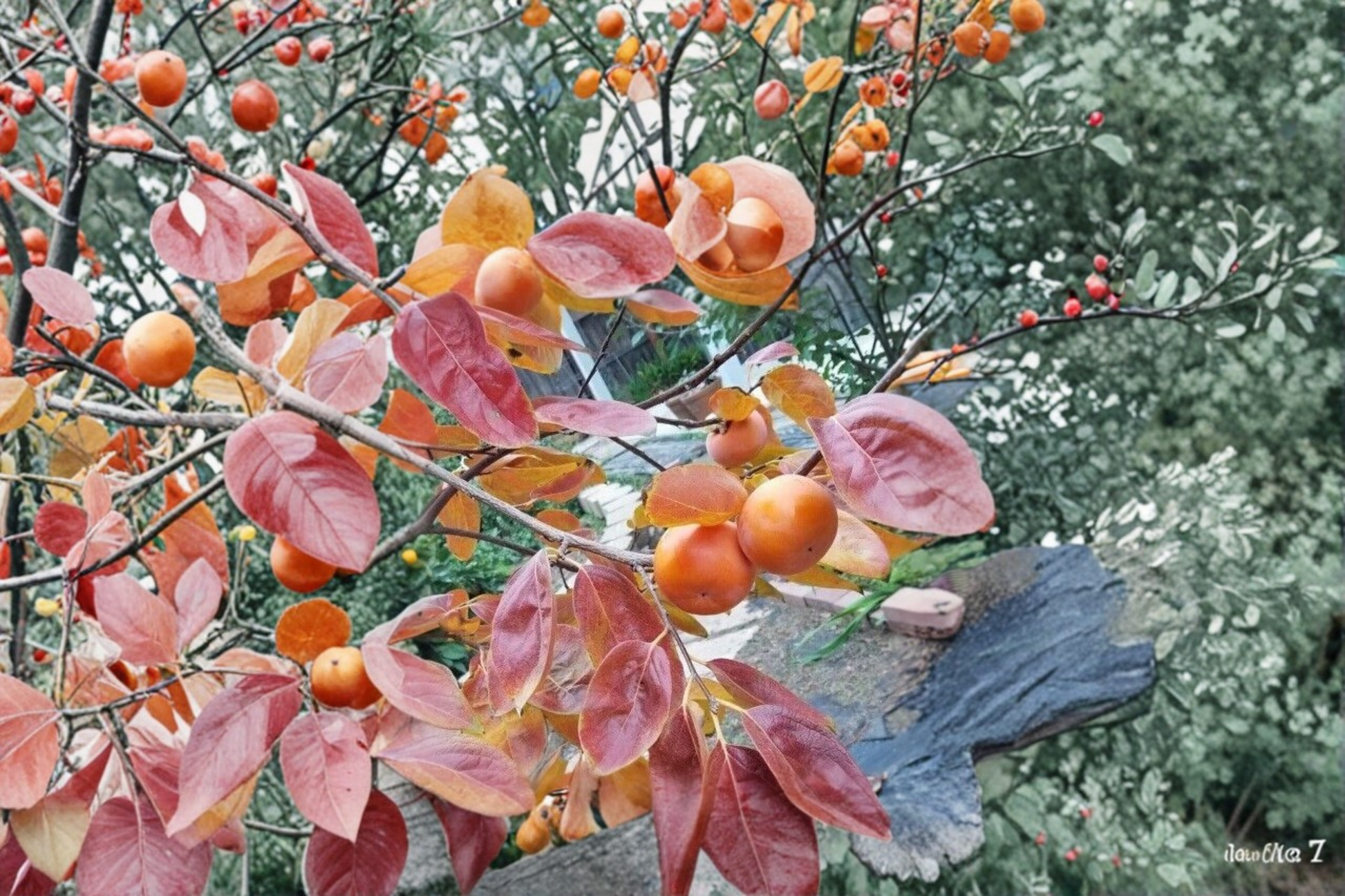 Fuyu Persimmon Tree Live Plant 4-6 Ft – Non-Astringent, Sweet, Crisp Fruit Tree Diospyros kaki