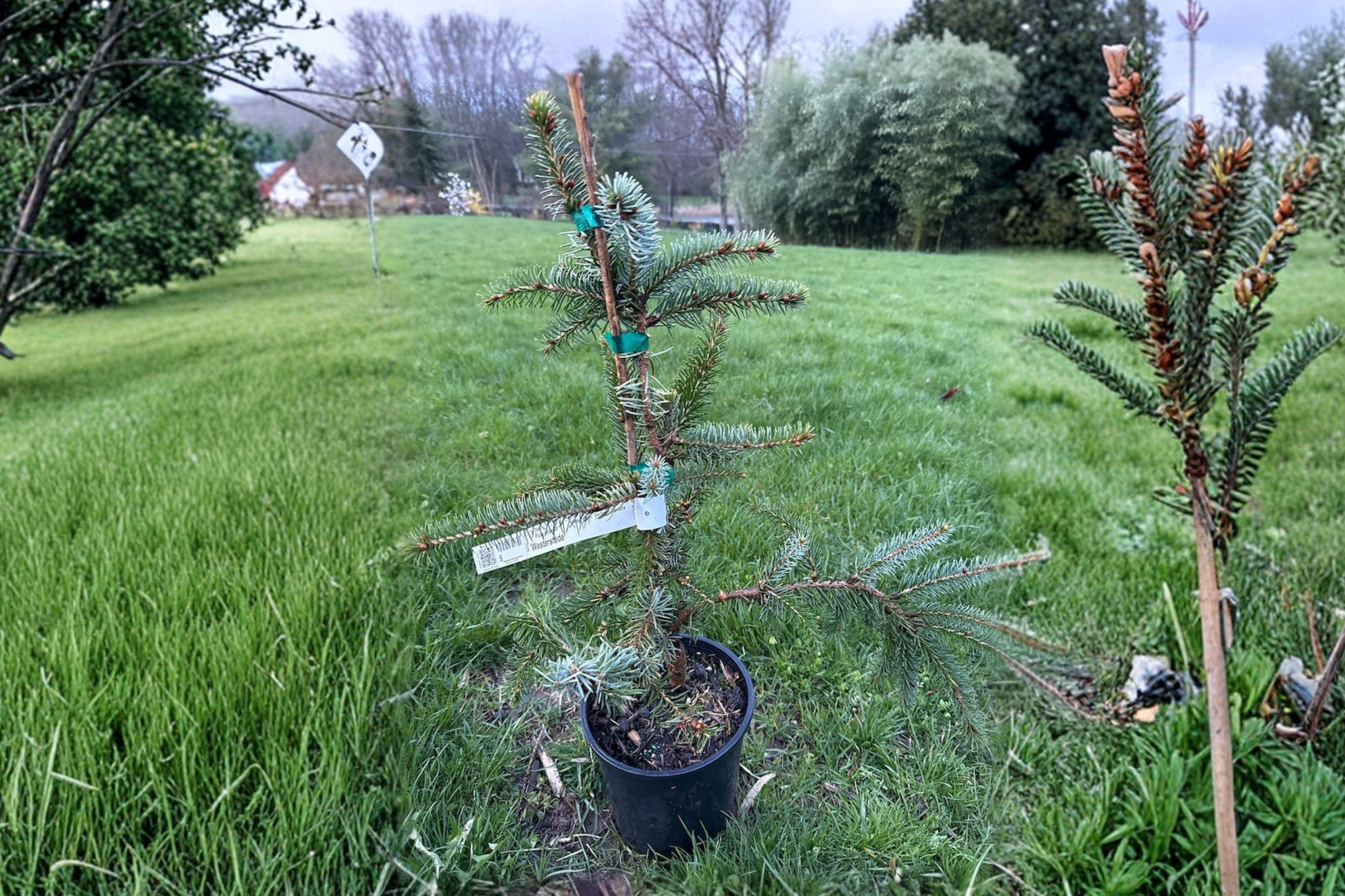 Serbian Spruce ‘Westerstede’ Live Plant – 12 Inch Picea omorika Dwarf Evergreen Conifer in 1 Gallon Pot