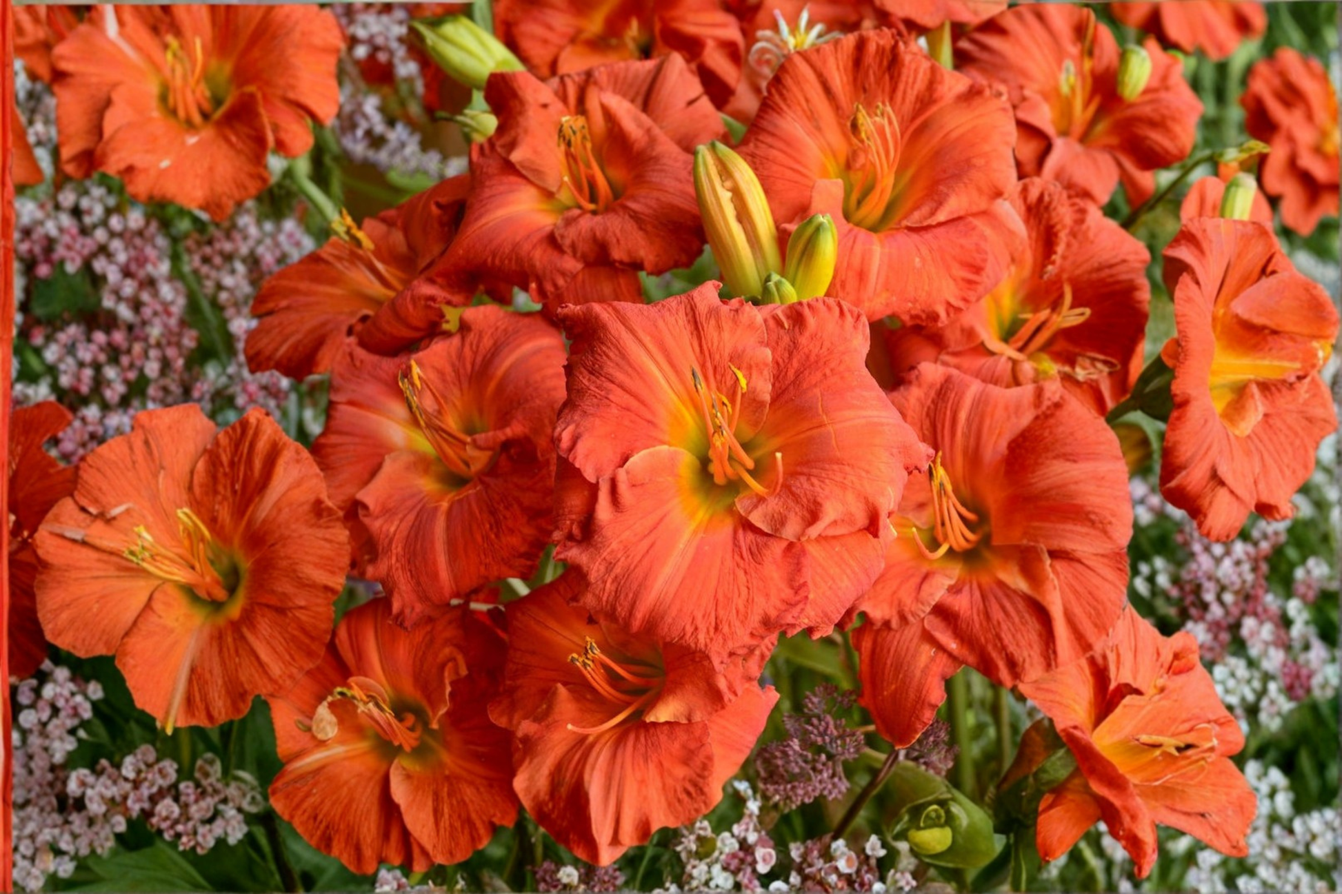 Desert Flame Daylily Bare Root Plants – Hemerocallis Orange Red Perennial Garden Flowers, Easy Care Summer Bloom