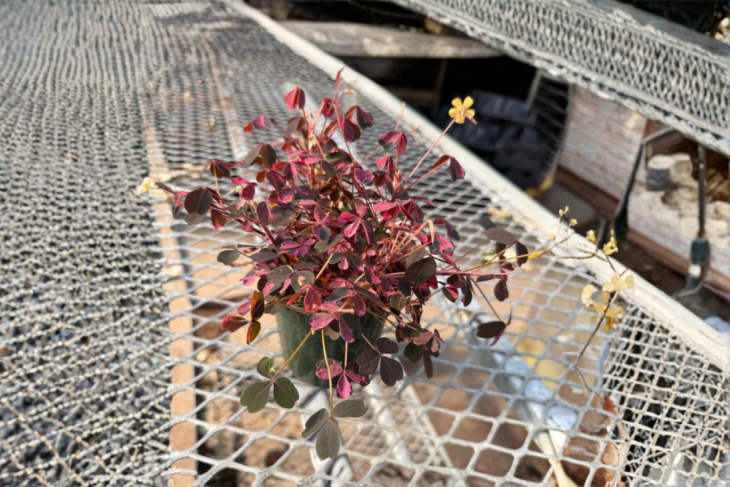 Oxalis Triangularis Starter Plant – Purple Shamrock Indoor Outdoor Houseplant, Easy Care, Ornamental, Live Plant