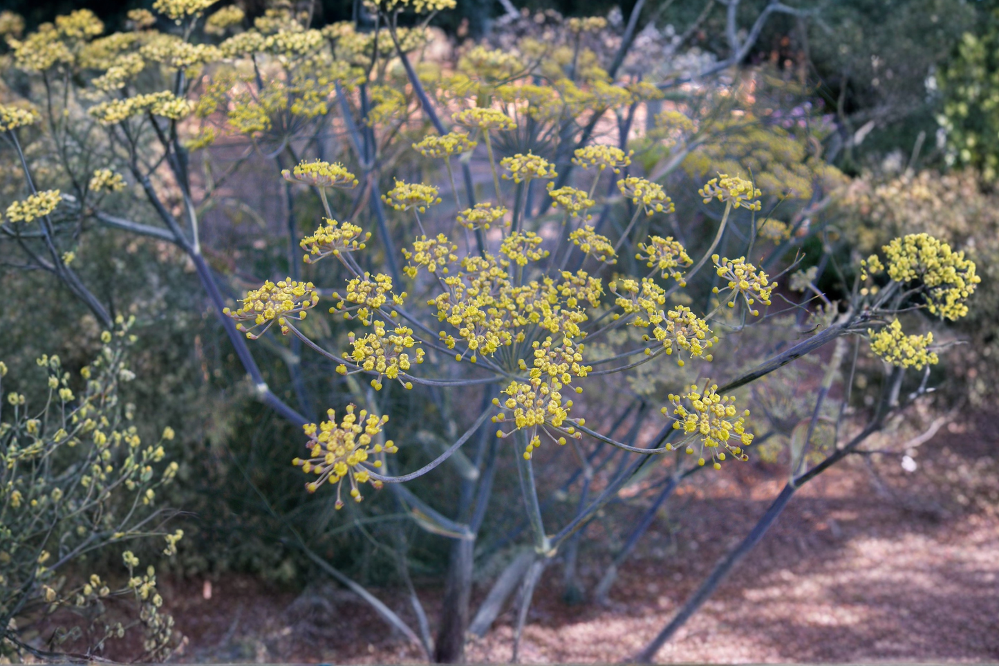 Banquet Dill Live Plants – 2 Starter Plants, Anethum graveolens Herb for Containers & Gardens