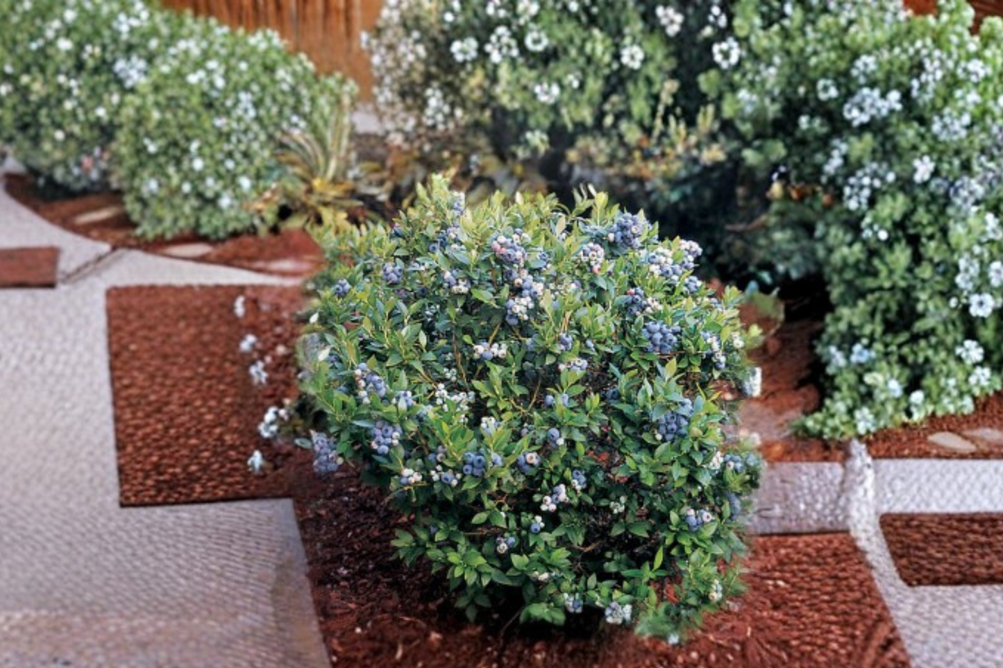 Tophat Dwarf Blueberry Seeds – Compact Vaccinium corymbosum for Container & Outdoor Gardens, 10 Seeds