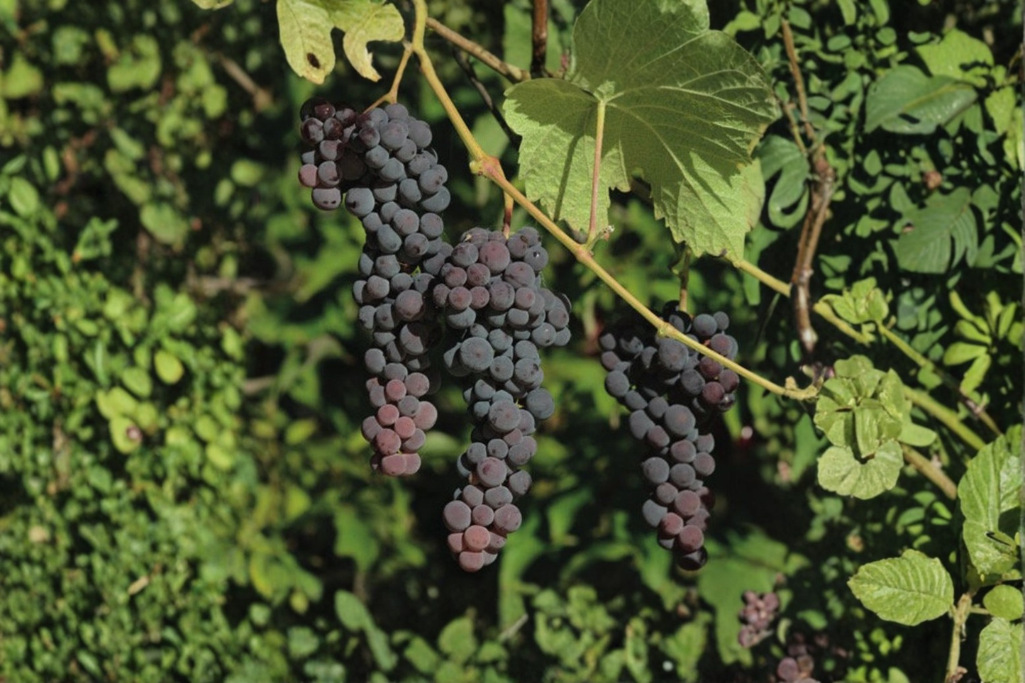 Seedless Blue Muscat Grape Vine Live Plant 1 Gallon Pot, Climbing Vines, Vitis vinifera, Edible Landscape, Backyard Garden