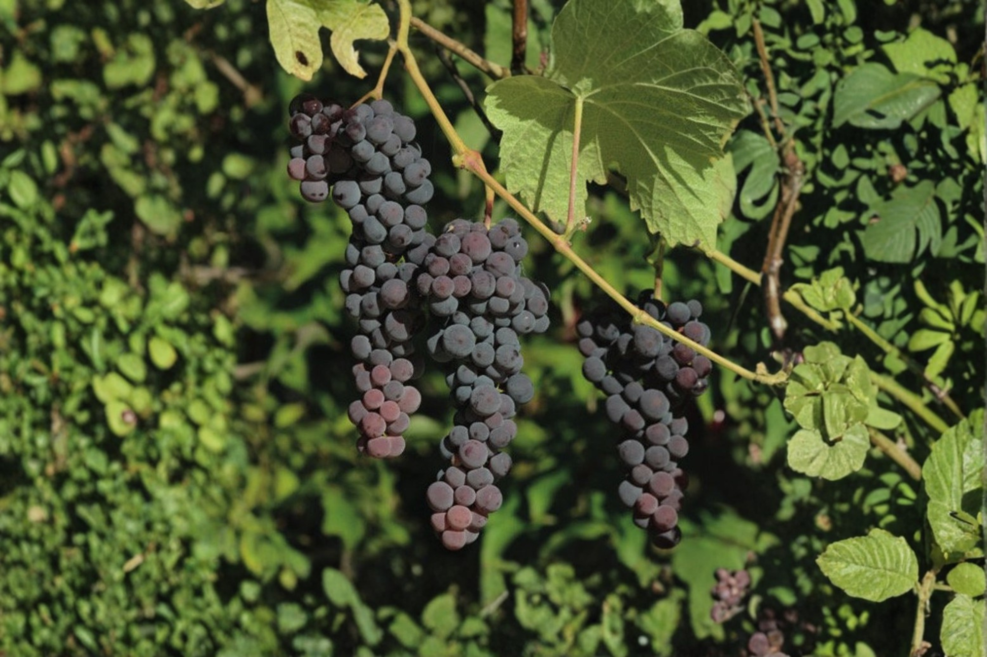 Seedless Blue Muscat Grape Vine Live Plant 1 Gallon Pot, Climbing Vines, Vitis vinifera, Edible Landscape, Backyard Garden