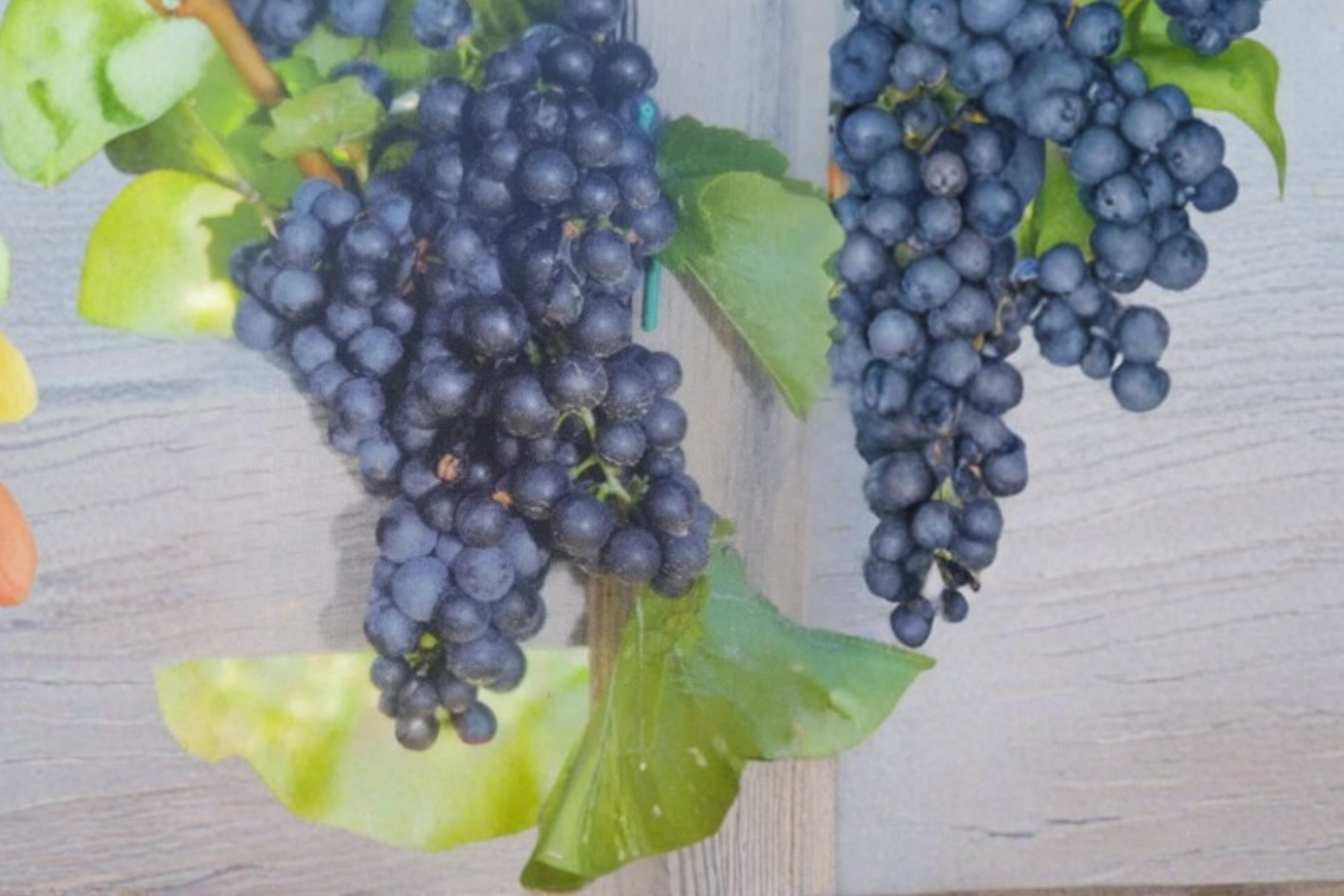 Mars Seedless Grape Vine Live Plant 2 Gallon, Climbing Fruit Vine for Garden Vineyard, Dark Purple Seedless Grapes
