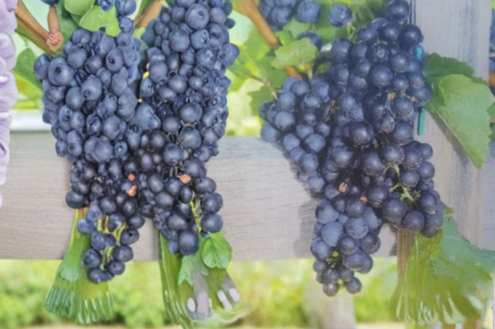 Seedless Grape Vine 1 Gal – Mars Vitis ‘Mars’ Climbing Fruit Vine for Home Vineyard & Garden