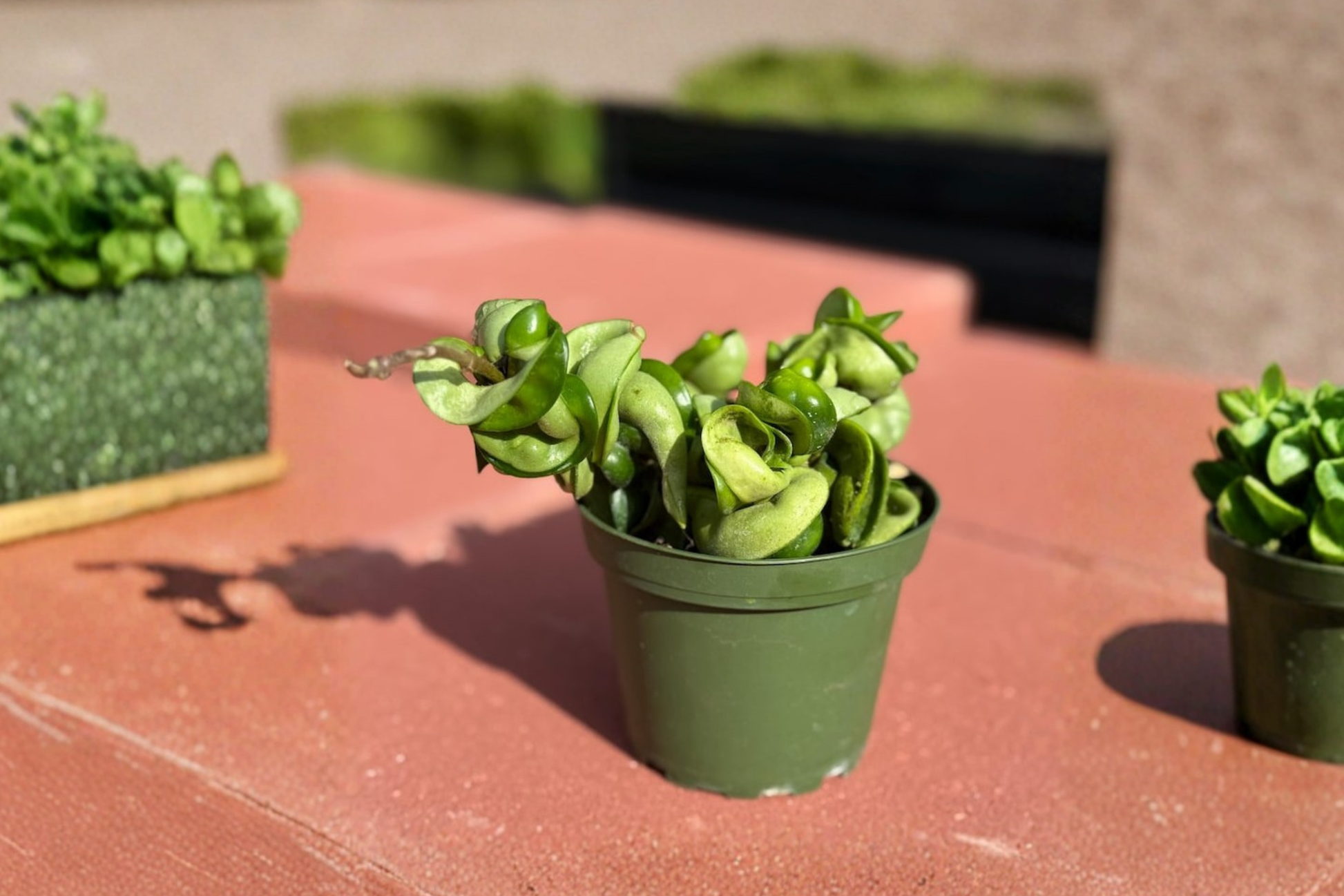 Hoya carnosa ‘Compacta’ Hindu Rope Plant Live Rooted Cutting Indoor Trailing Houseplant