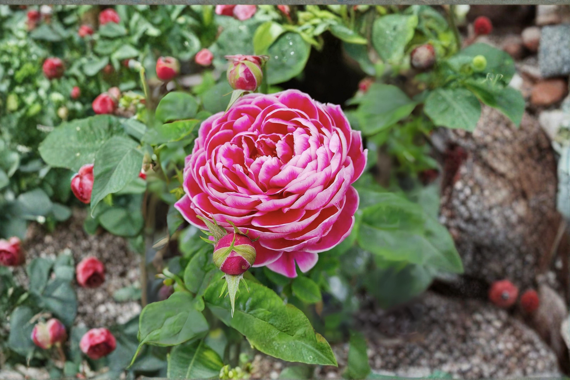 Rare Royal Pink Rose Seeds – 10 Pack, Scented Ornamental Flower Seeds, Rosa spp., Garden, Landscape, Container Plant