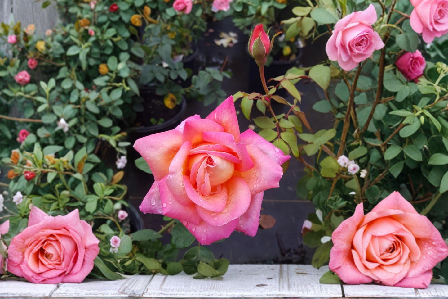 Hybrid Tea Rose Plant 2 Gal – Yellow Pink Blooming Rose Bush Rosa hybrid tea