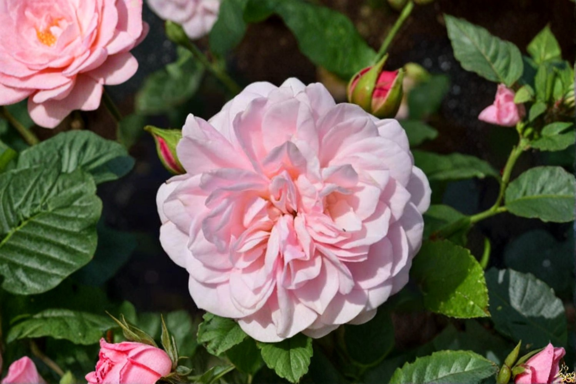English Baby Pink Rose Seeds – Flower Bush, Ornamental Garden Rose, Rosa spp.